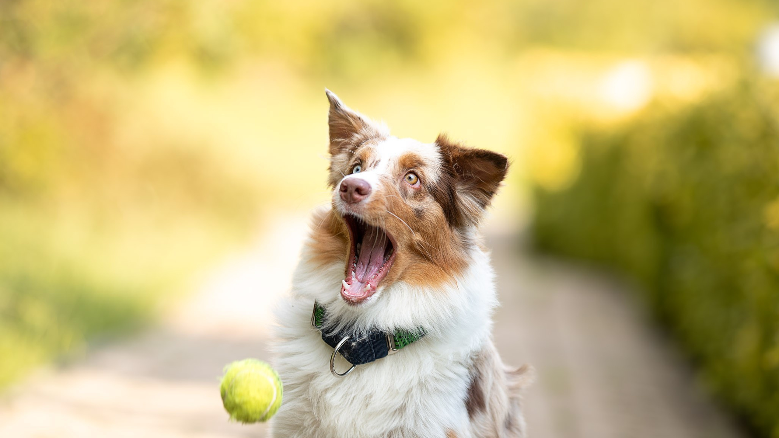 Шерри, Австралийская Овчарка