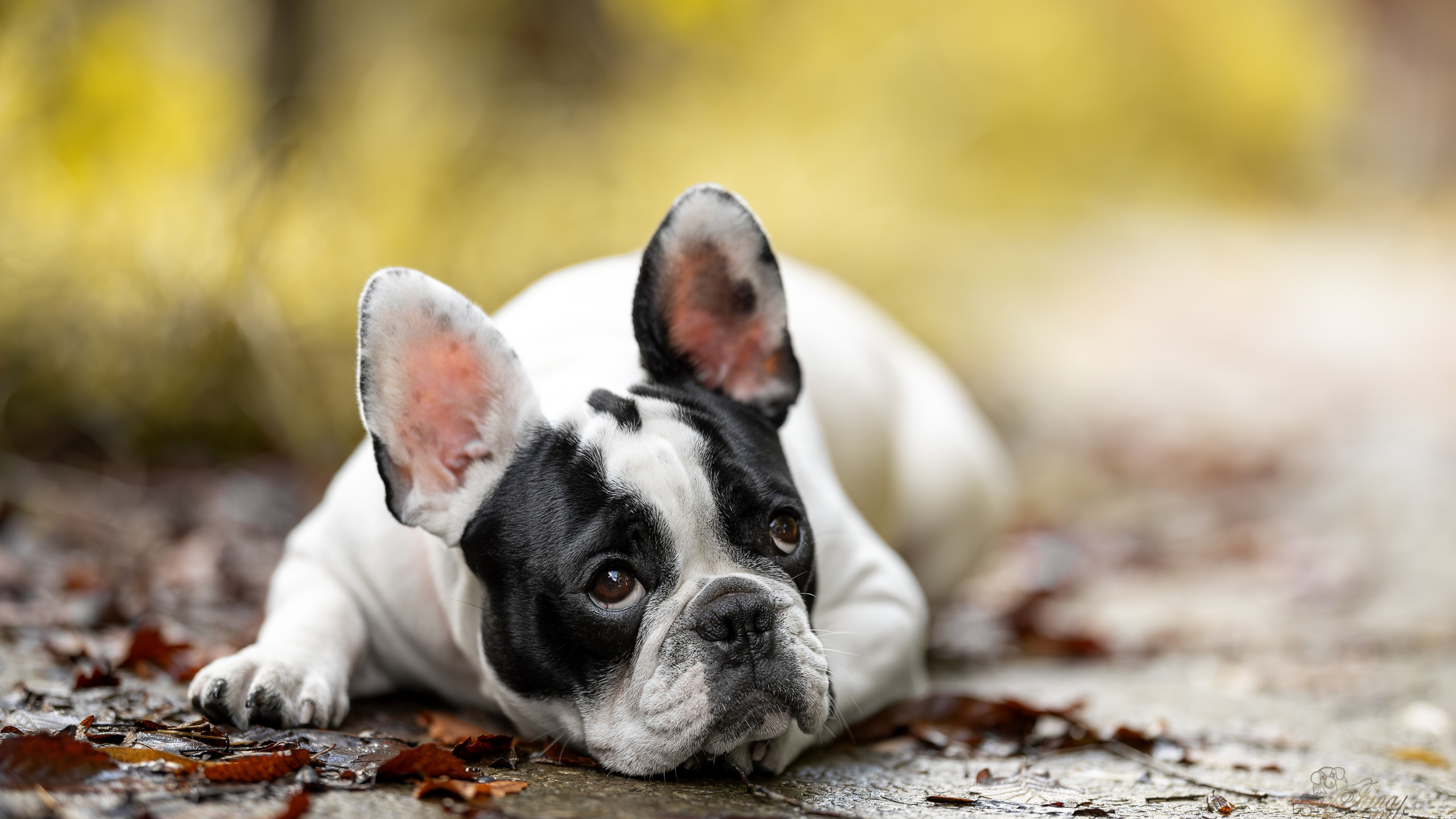 Инди, Французский бульдог