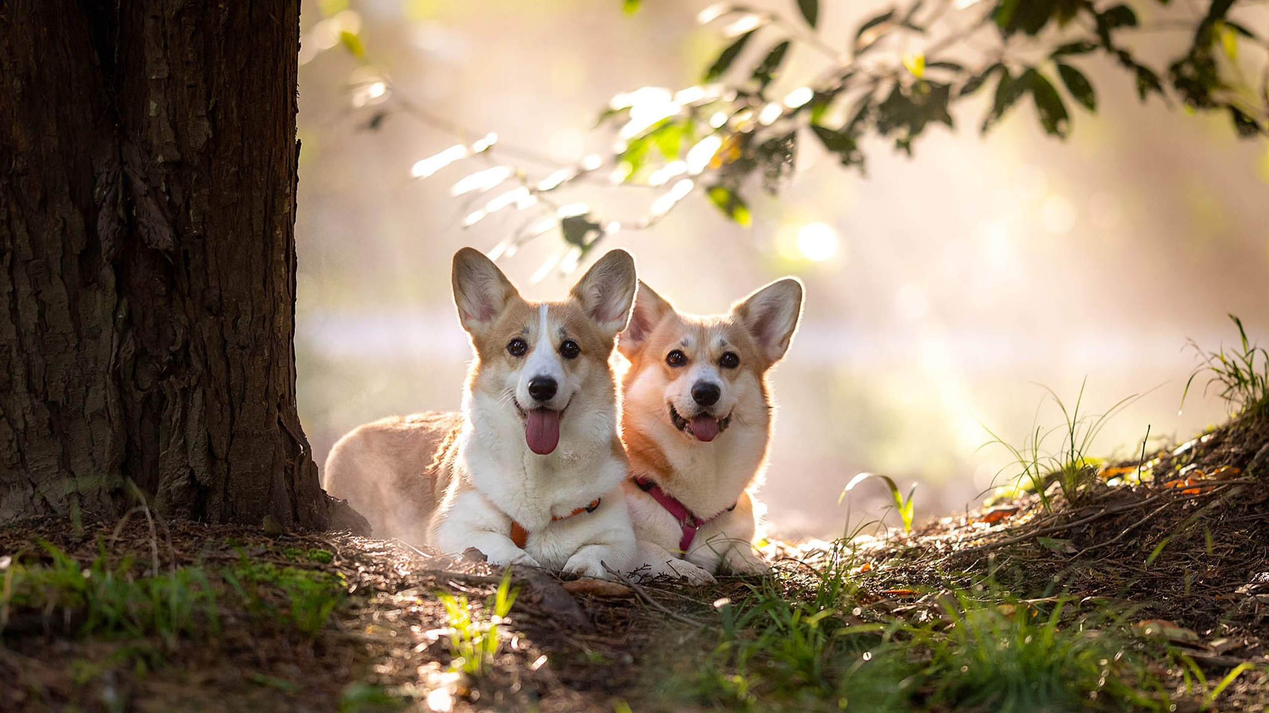 Лиса и Деви, корги