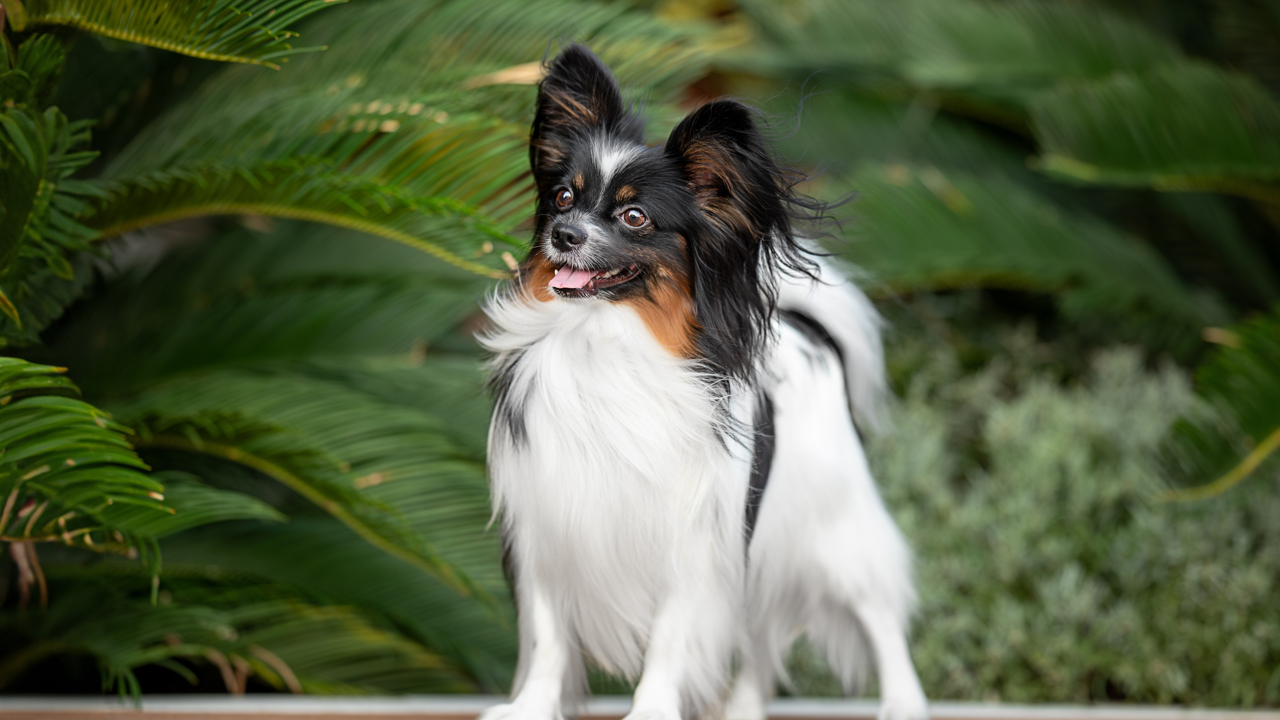 Бэйли, Папийон