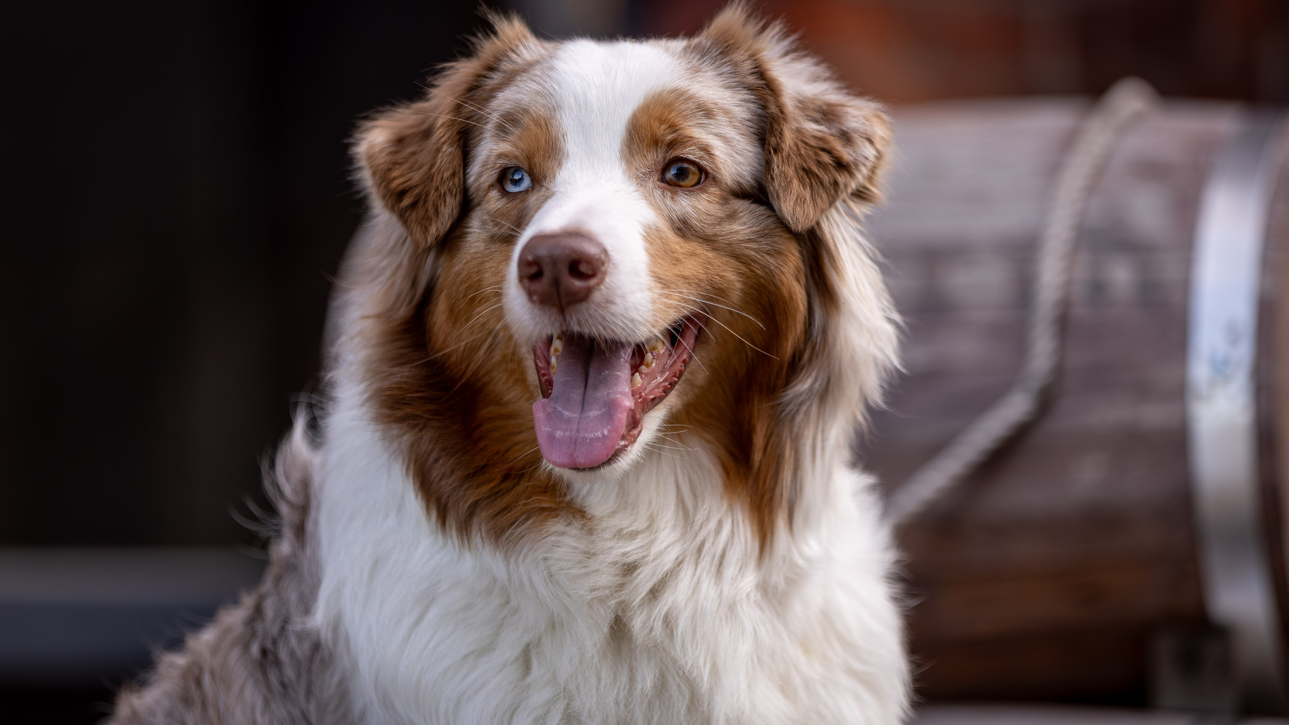 Полли, Австралийская Овчарка