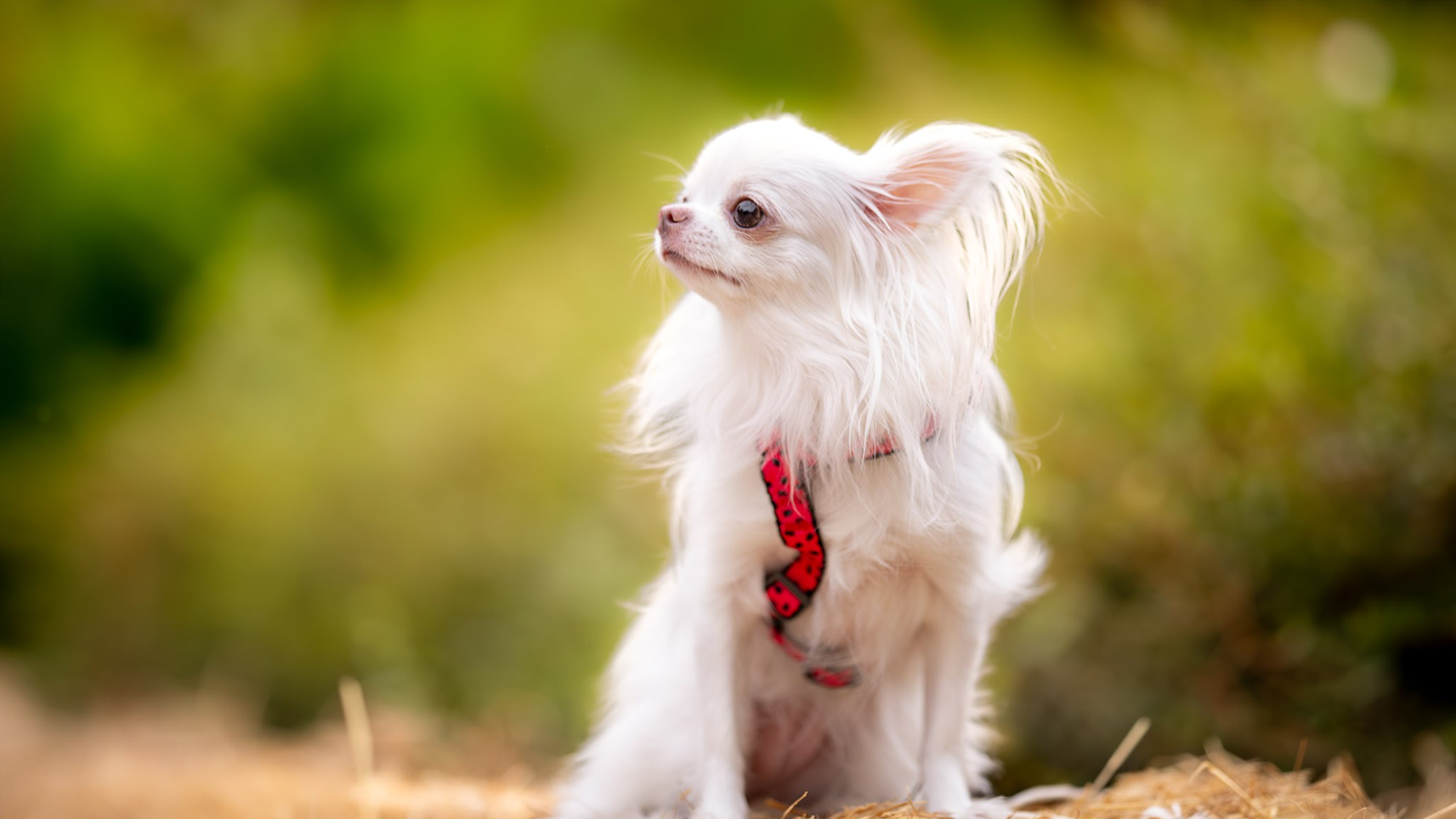 Джесси, Чихуахуа и ее подружка