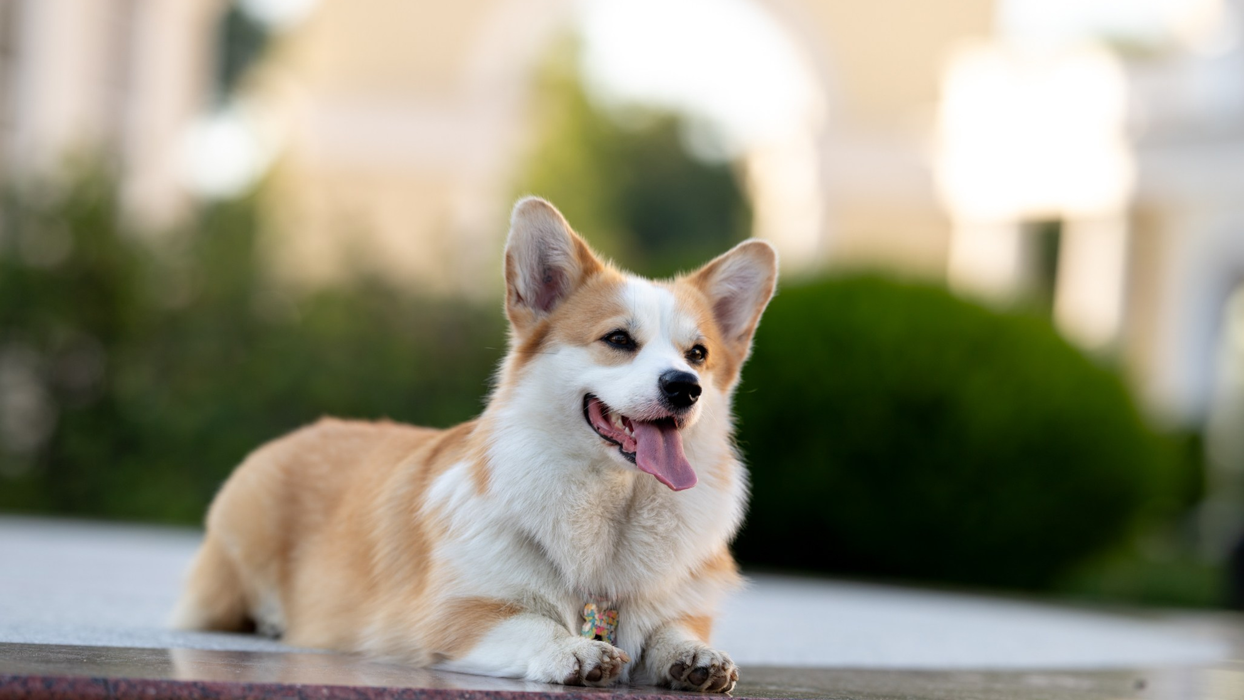 Райна, Корги