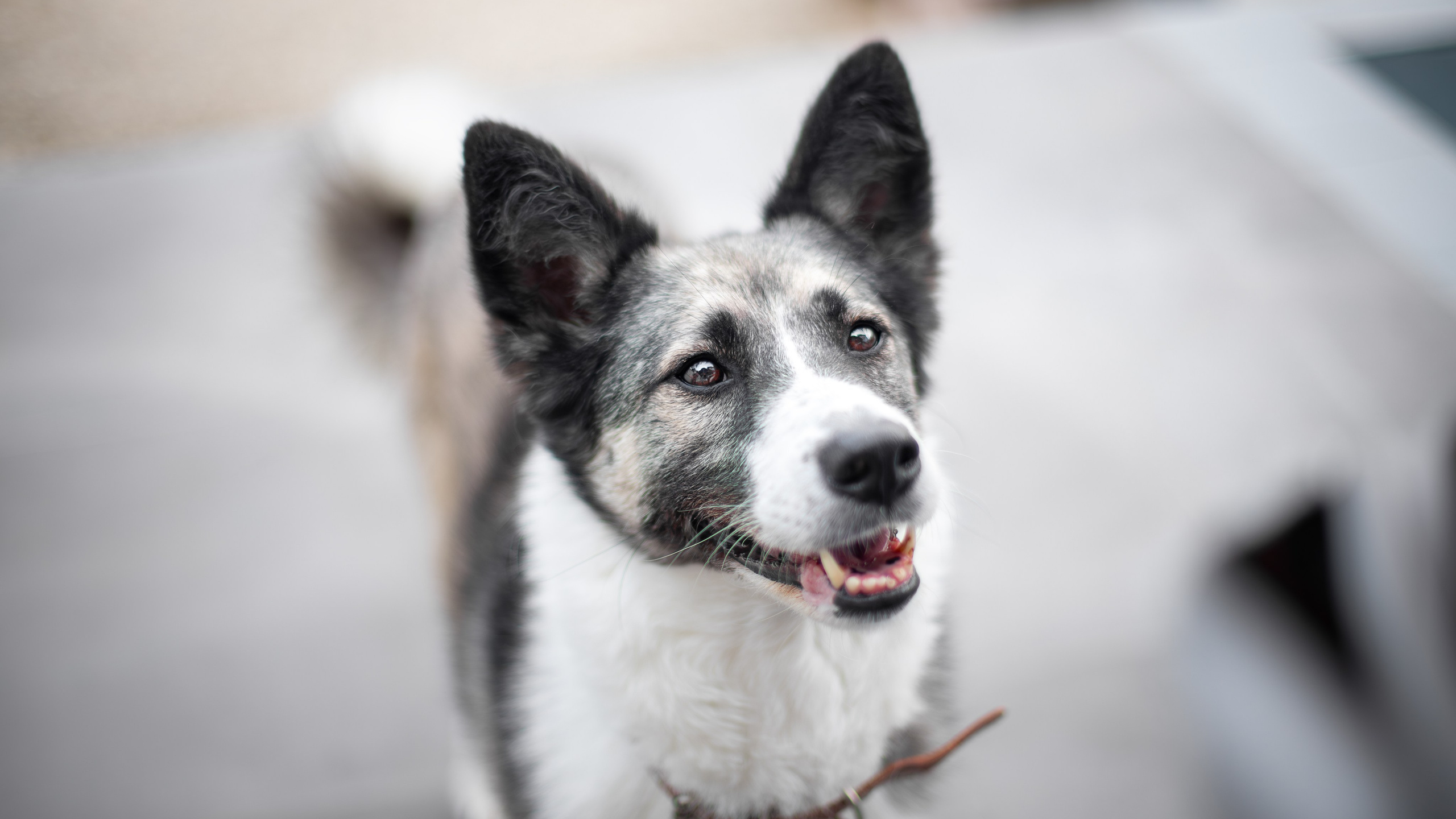 Мини-приют «Возрождение»