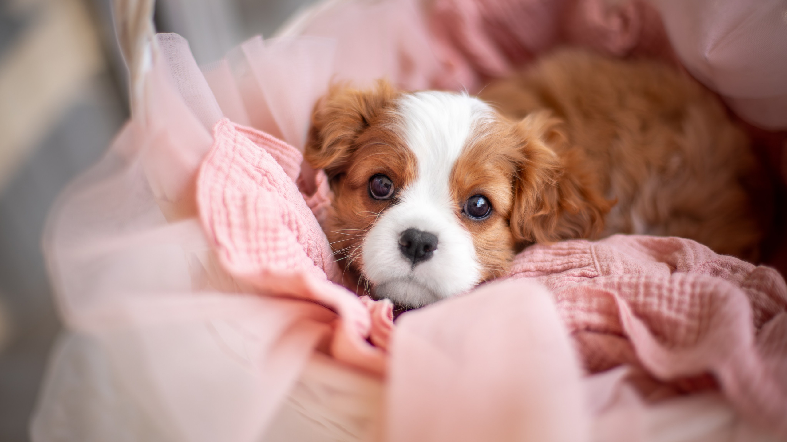 Малыши Кавалер Кинг Чарльз Спаниели