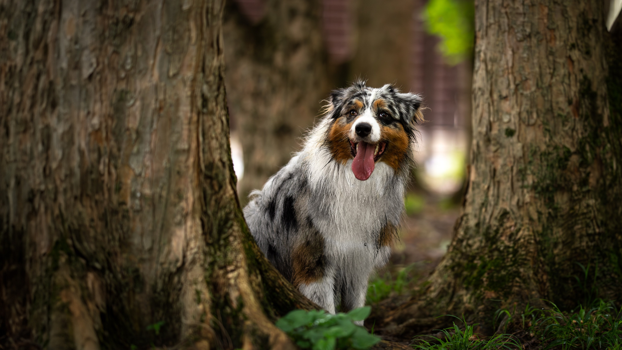 Вэш, австралийская овчарка