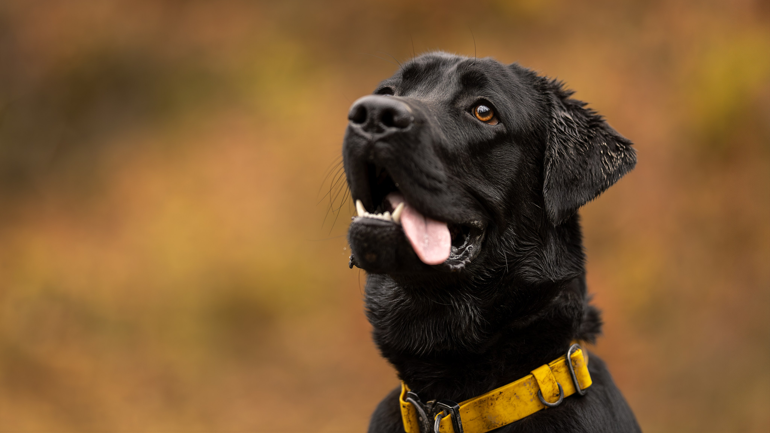 Локи, Лабрадор-ретривер