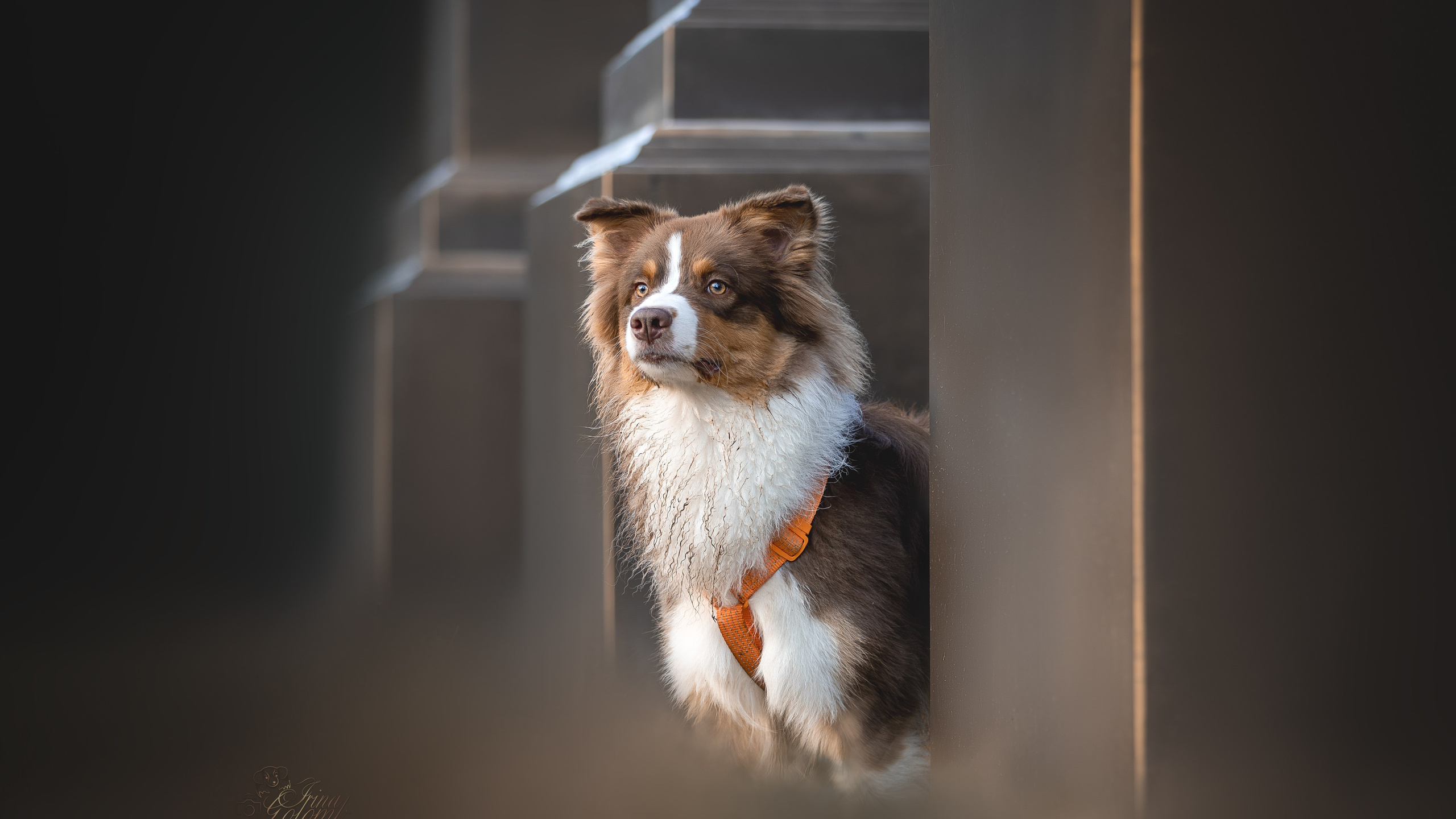 Бадди, Австралийская Овчарка