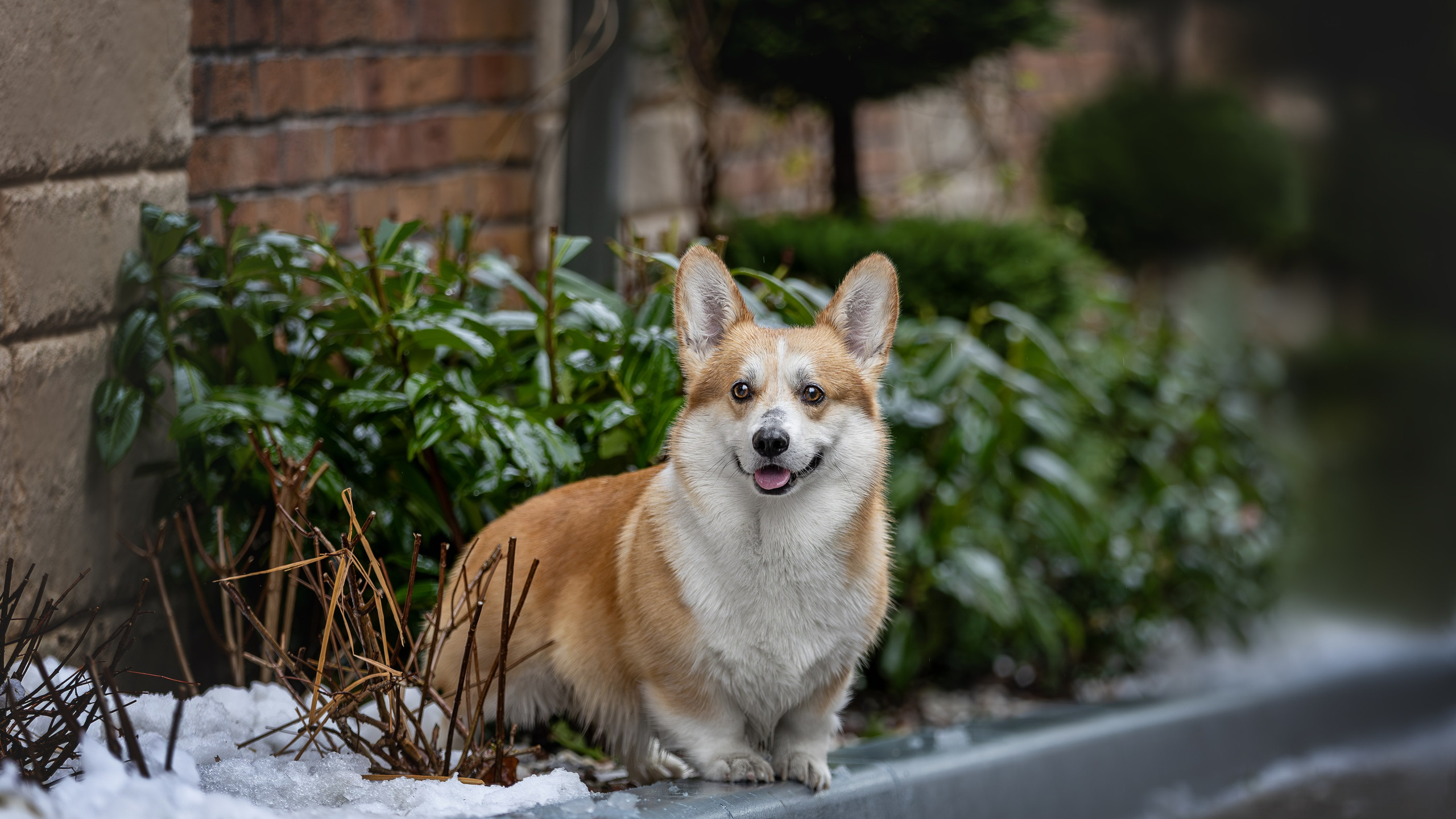 Гай, Корги-Пемброк