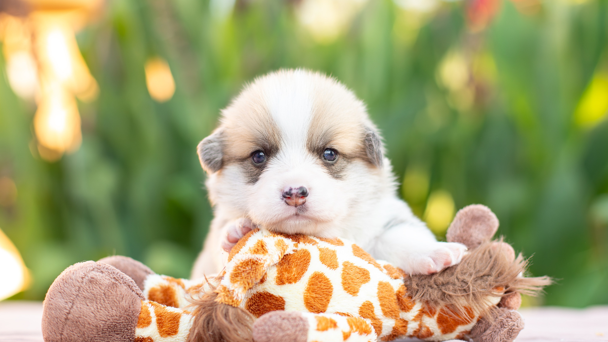 Малыши коржики