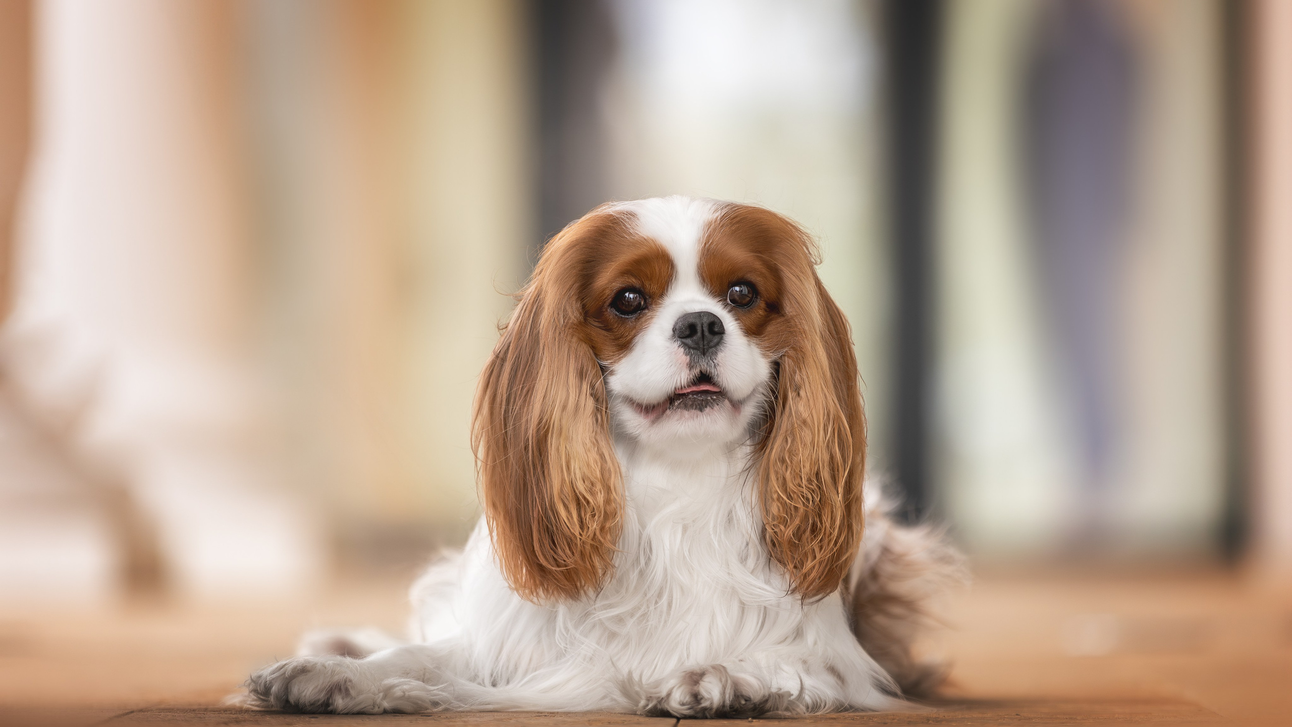 Симба, ККЧС