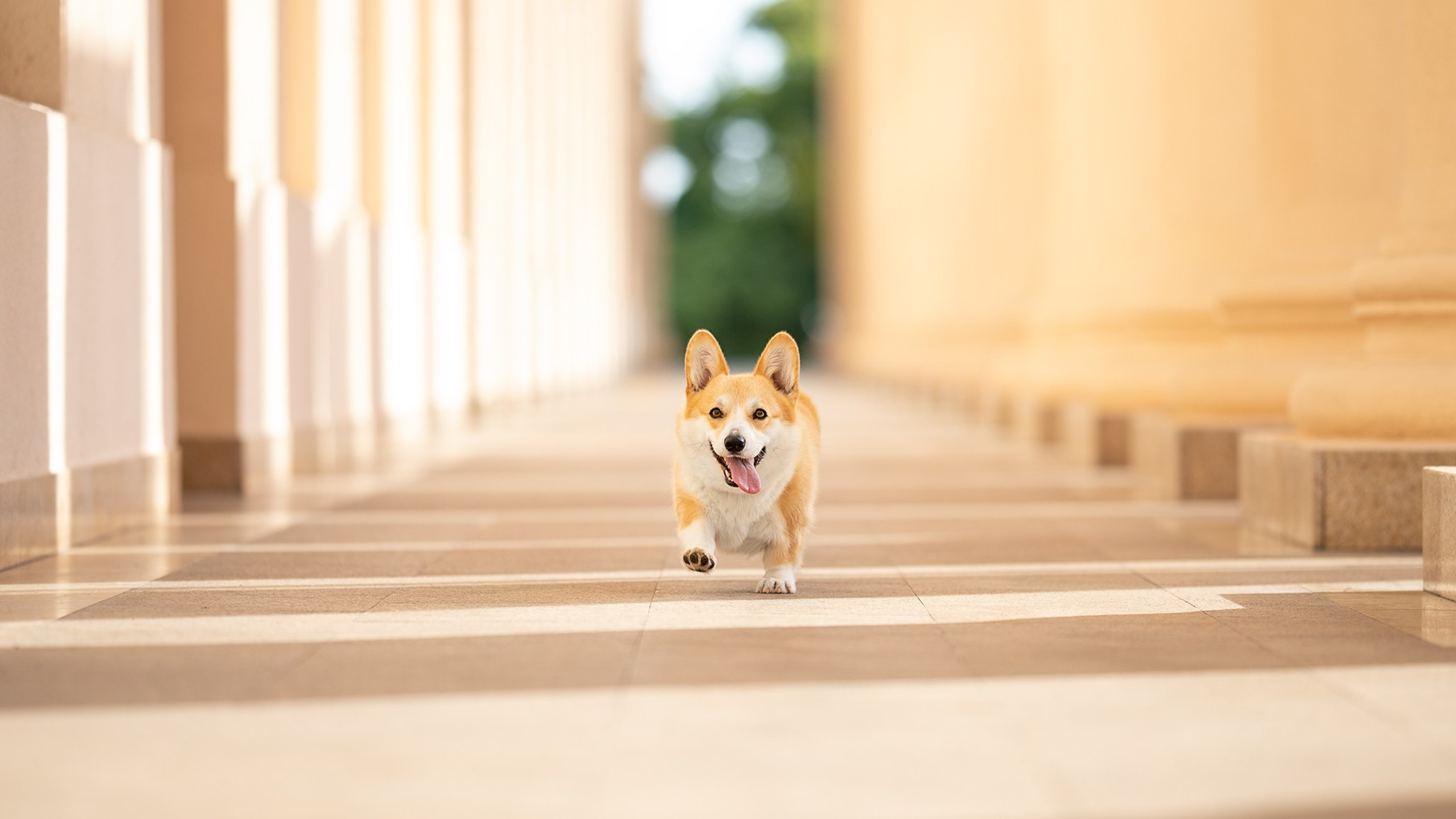 Шаня, Корги