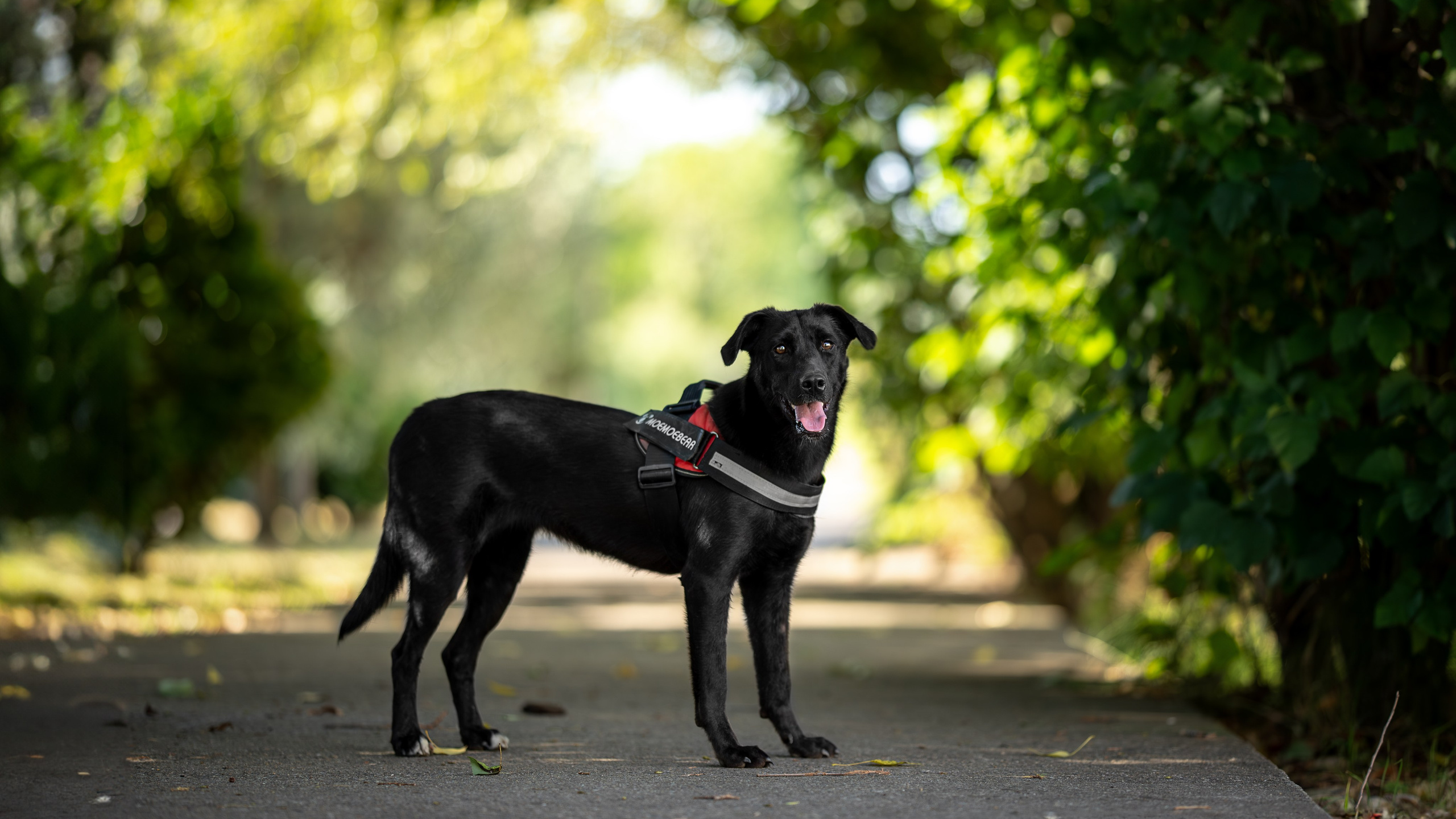 Кураторские питомцы Сириус