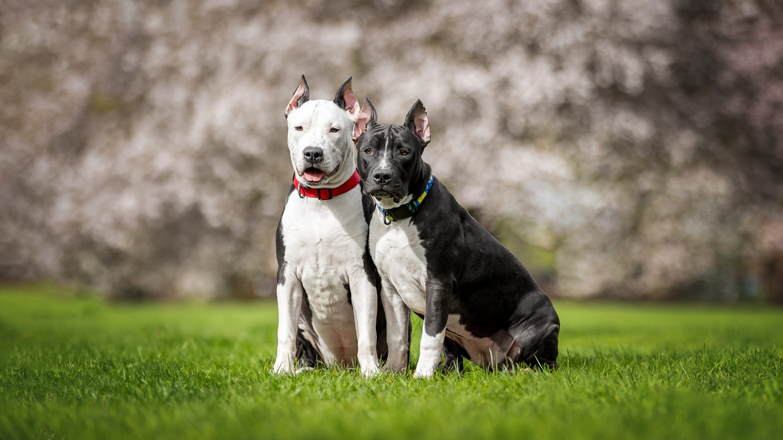 Афина и Мора, Стаффорды