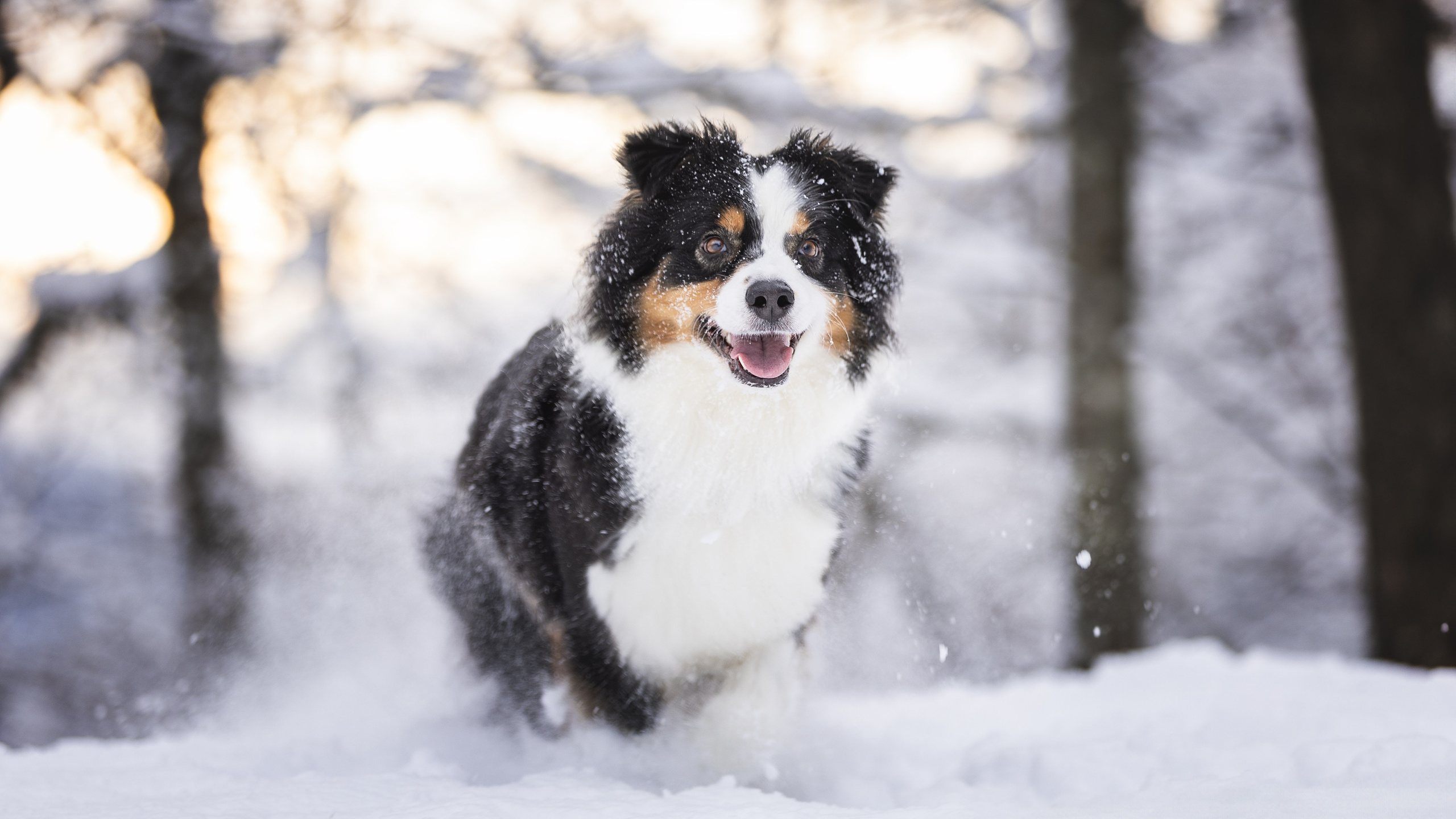 Догтуса Тропа Ефремова