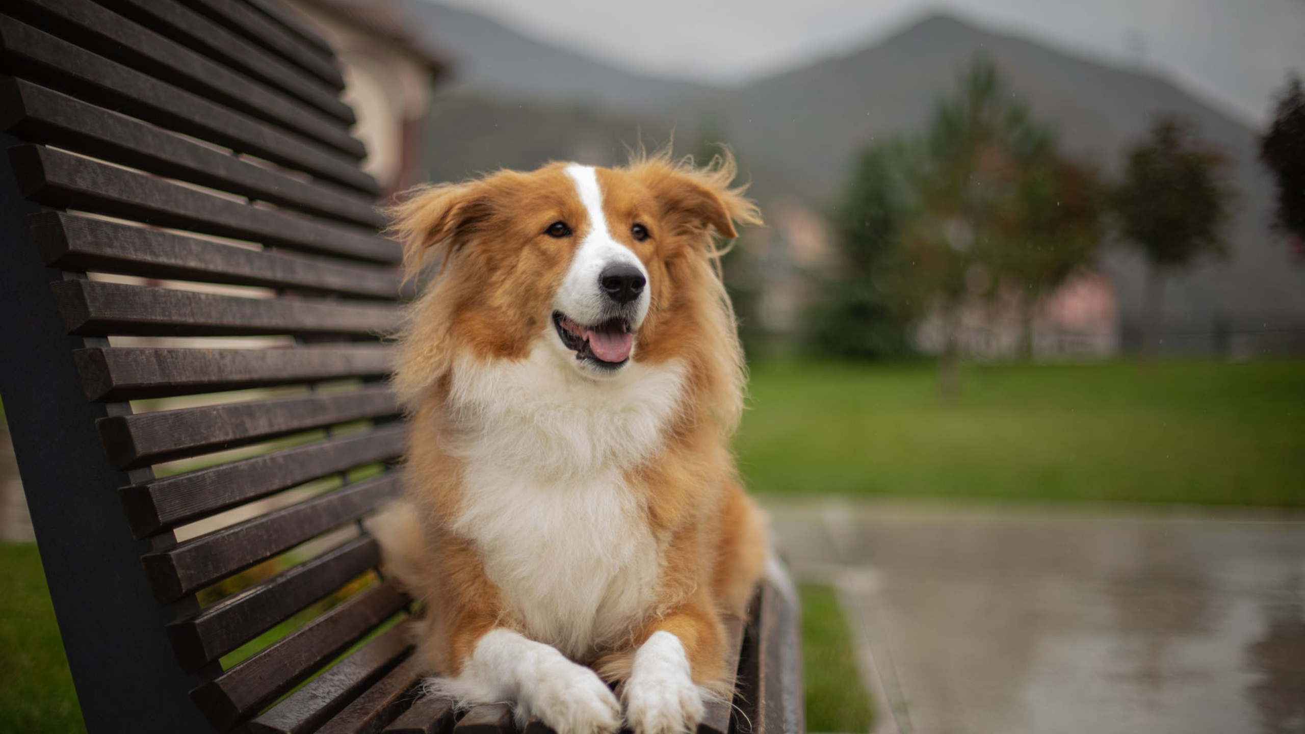 Терри, метис