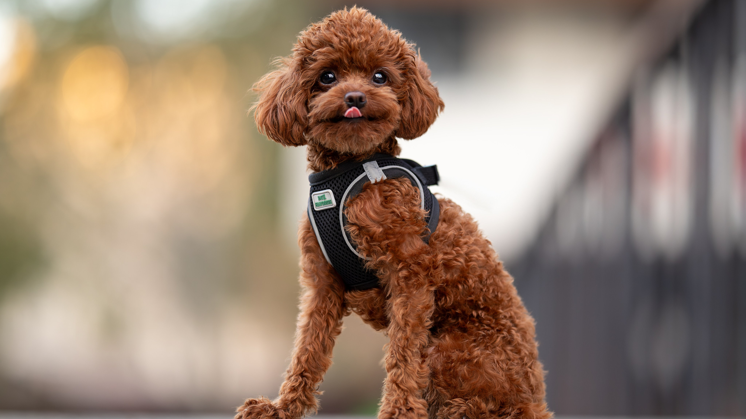 Марик, тикап-пудель