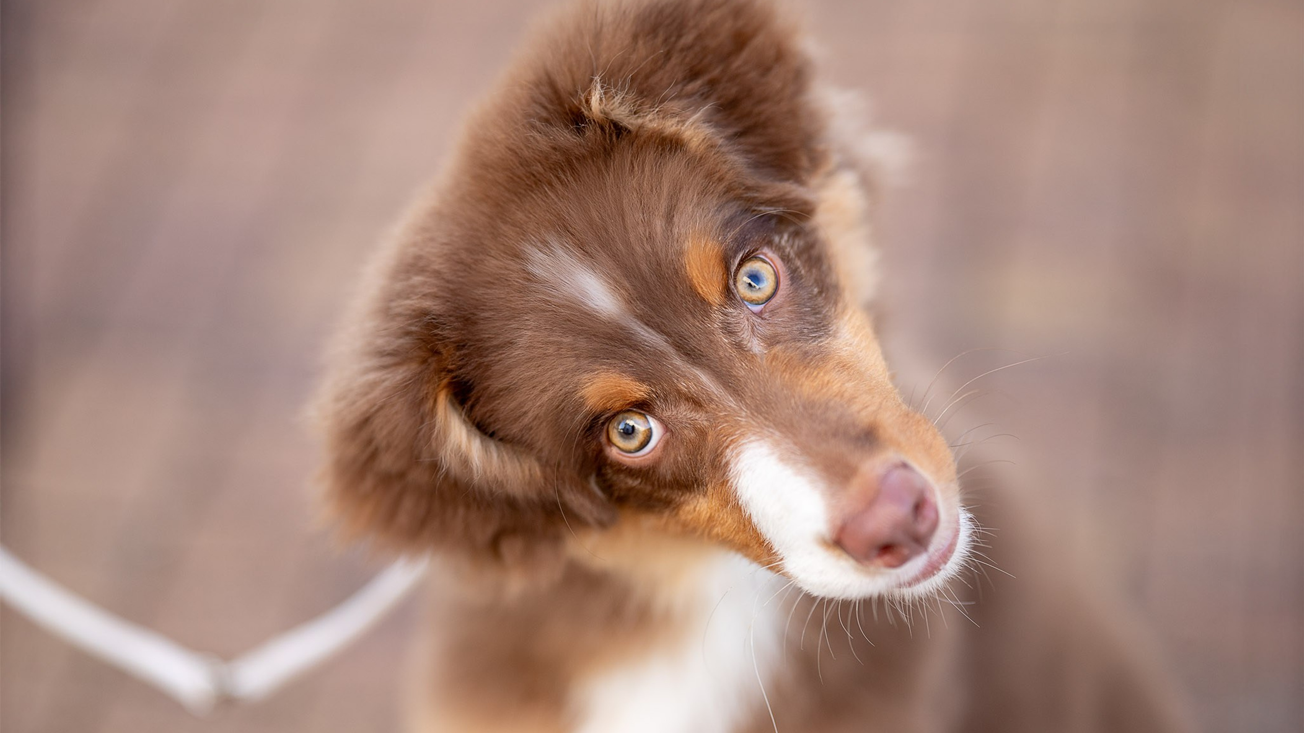 Чакки, Австралийская Овчарка
