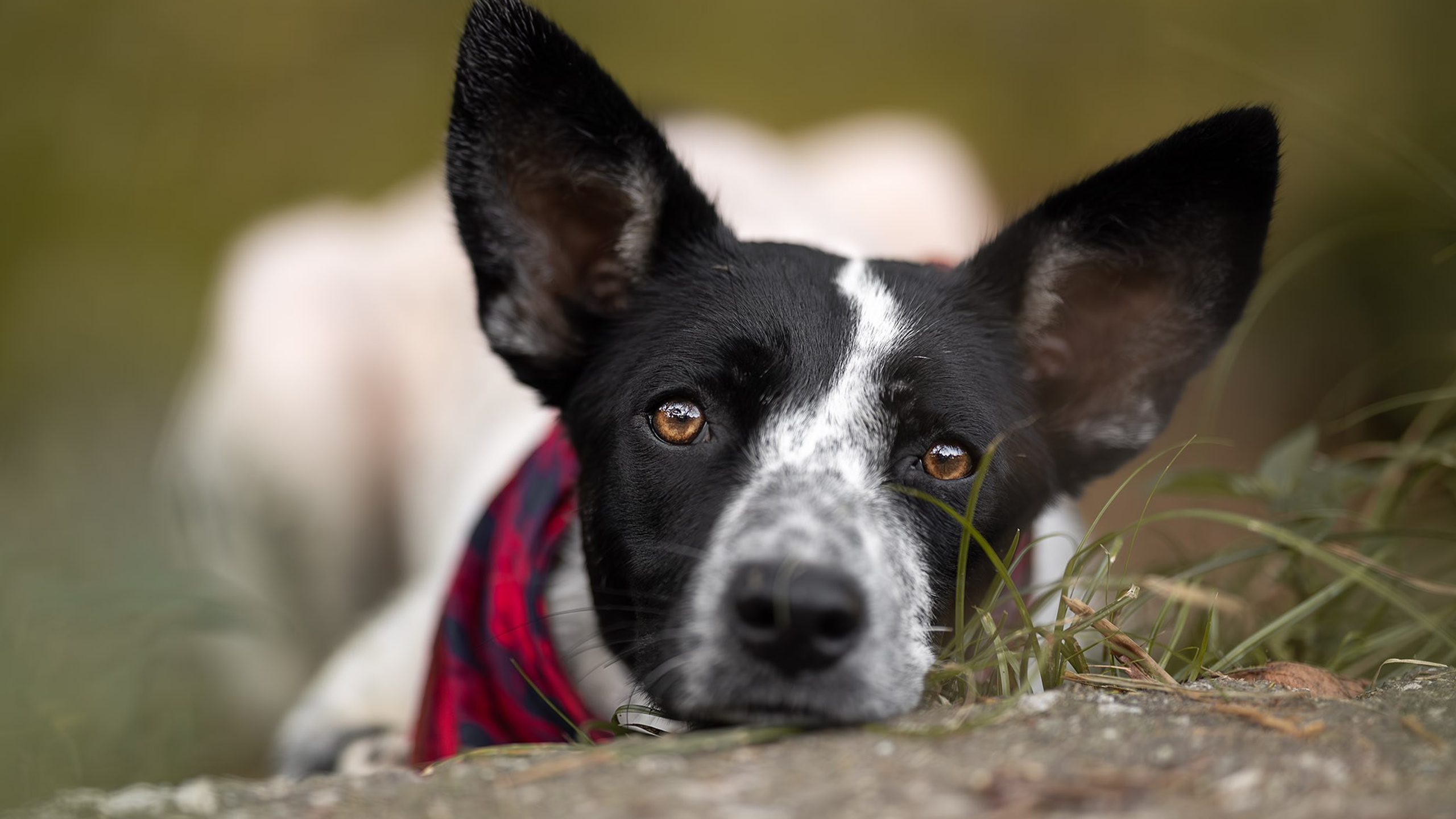 Кураторские питомцы из Веселого