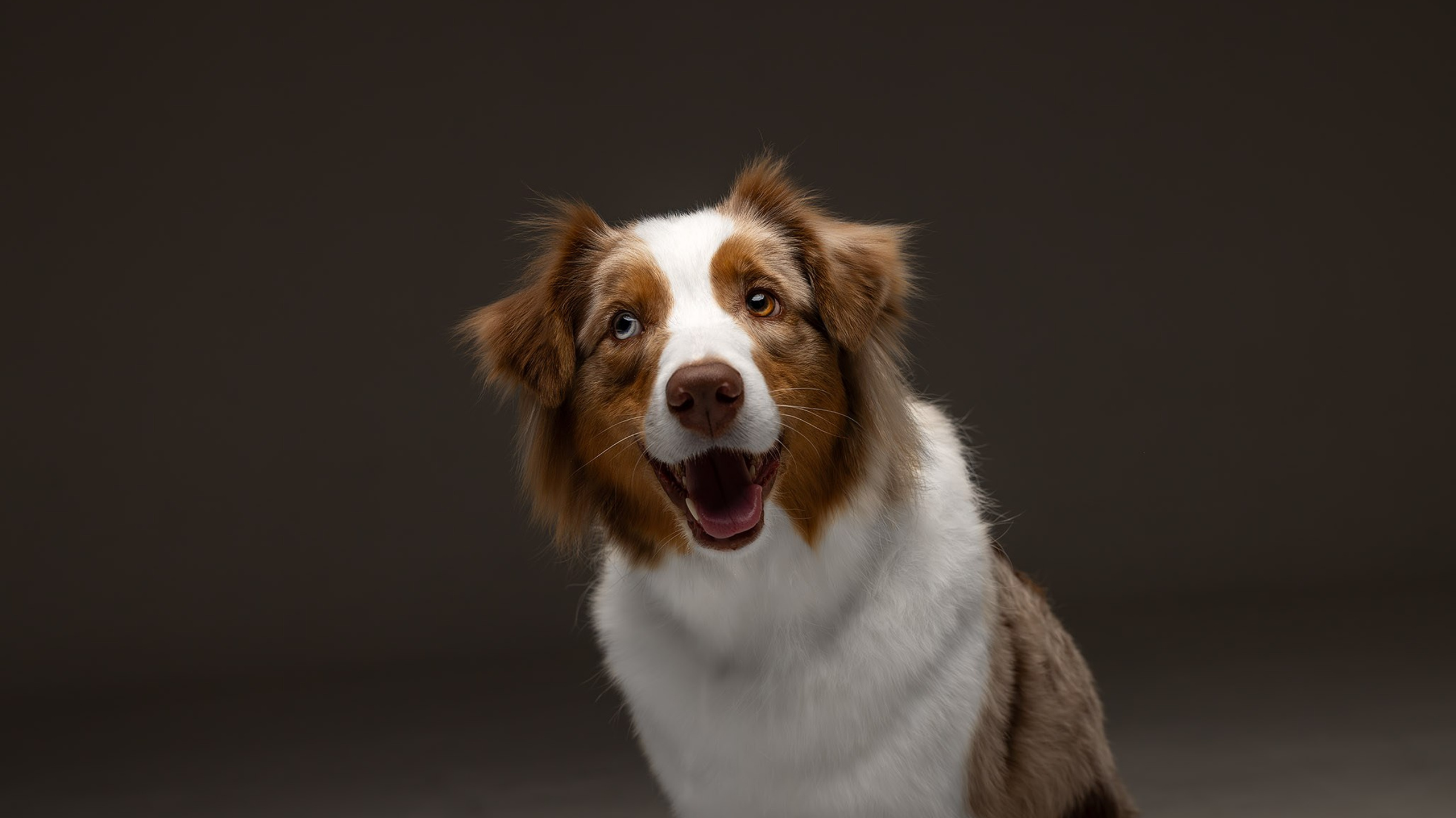 Полли, Австралийская Овчарка