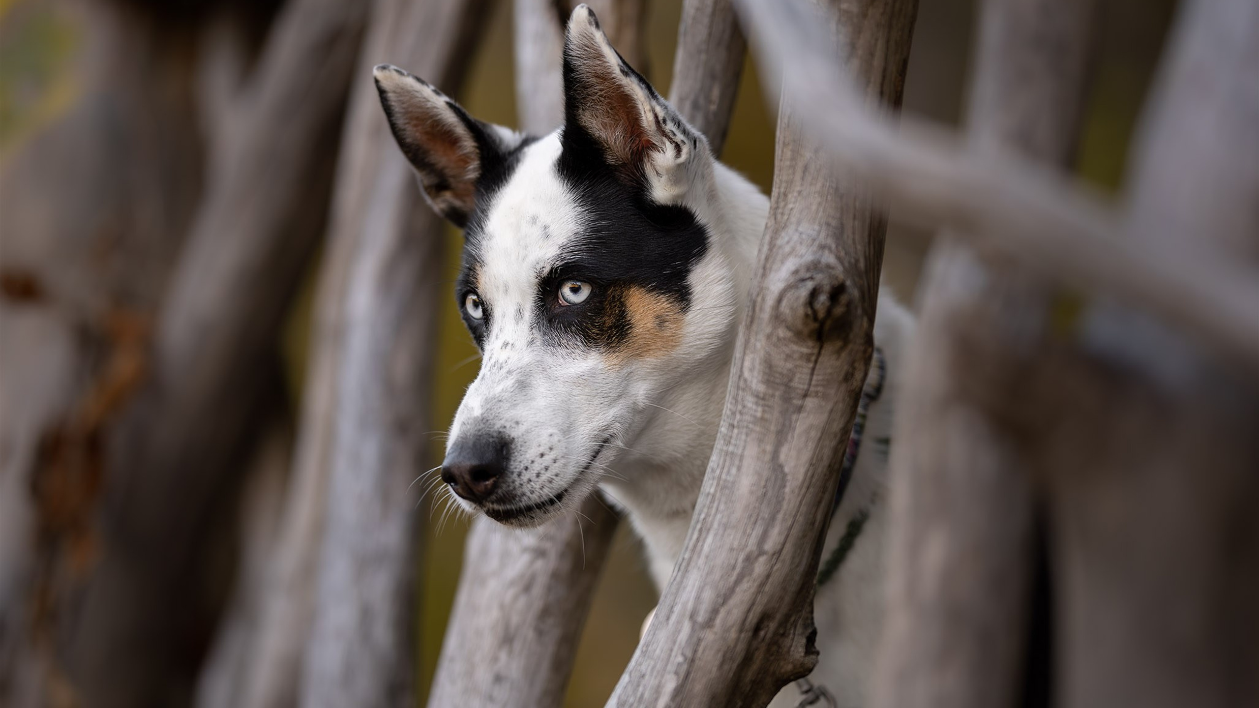 Амелия и Шанталь
