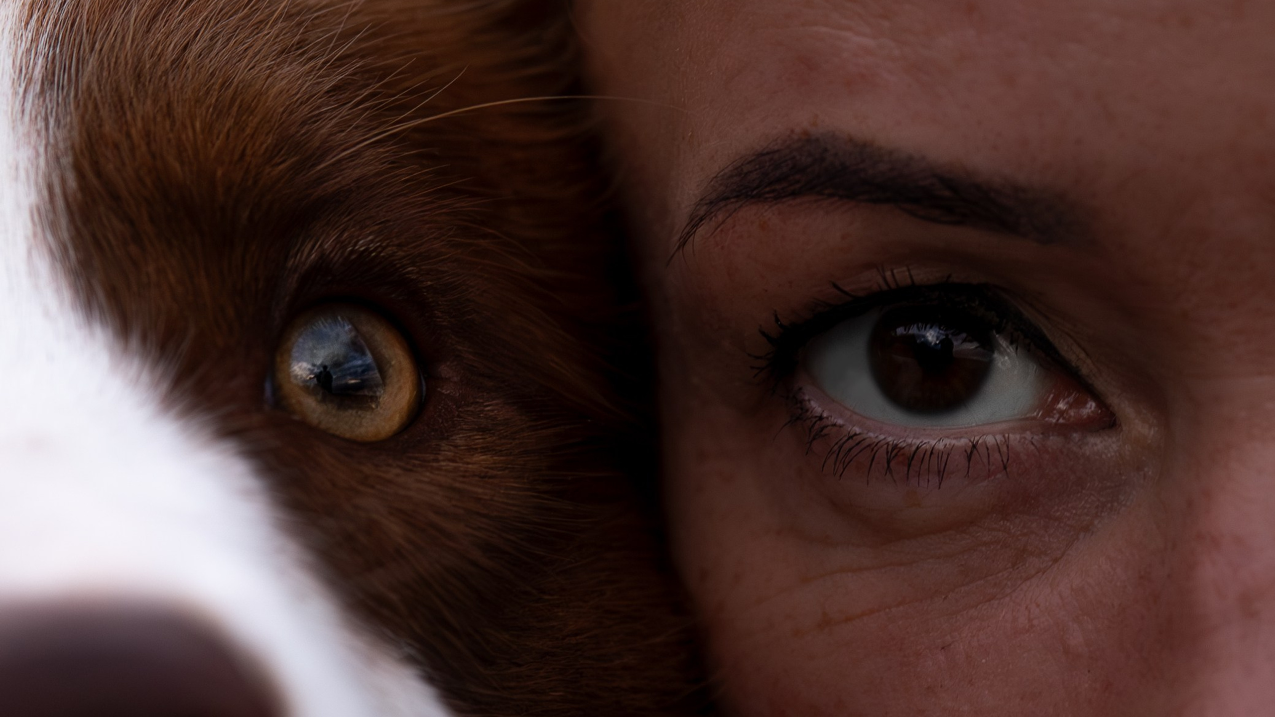 Нолан, Бордер-колли