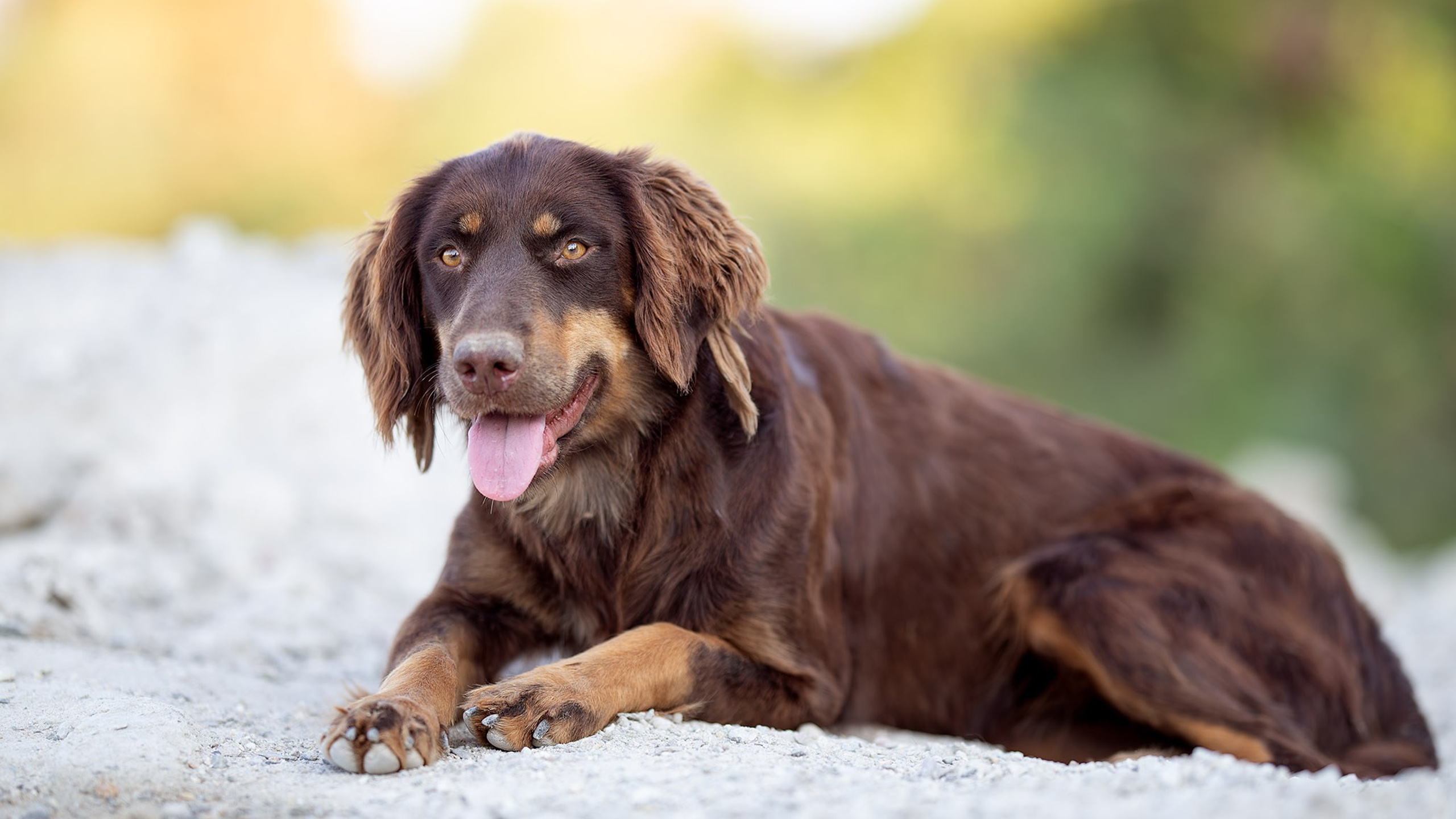 Кураторские питомцы с Пластунки