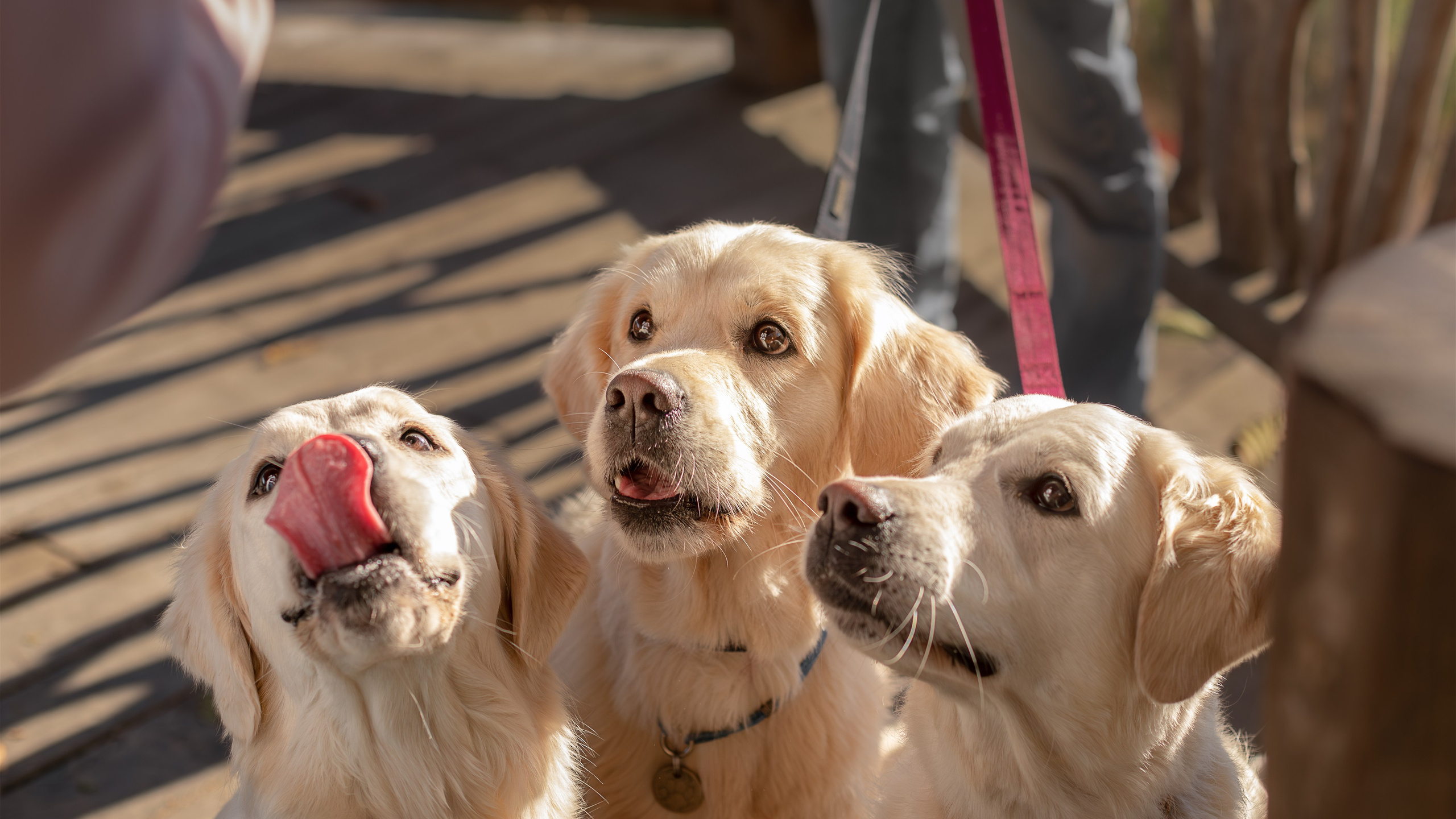 Асти, Делфи и Фреска, Голден Ретриверы