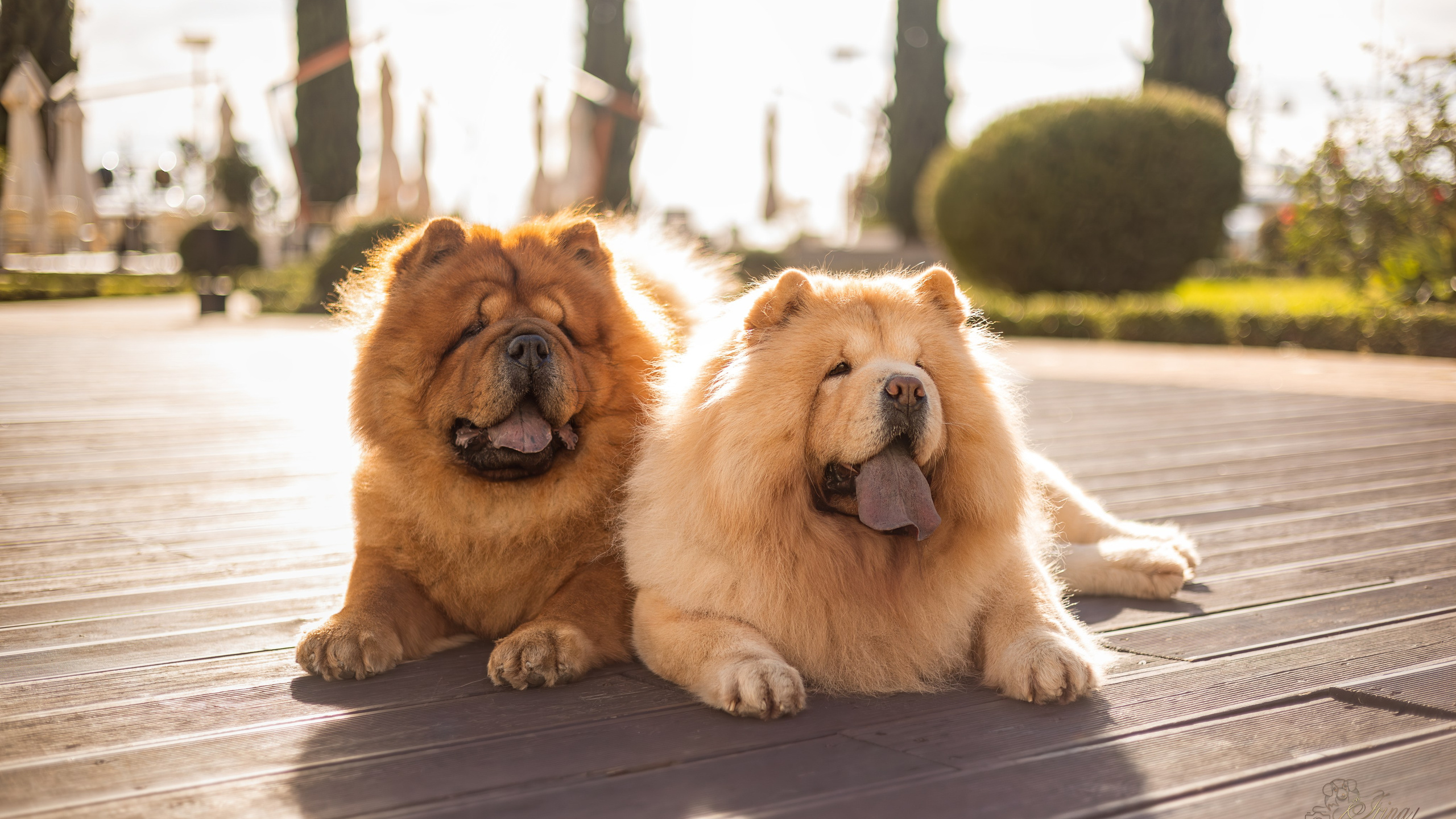 Дана и Макс, Чау-чау