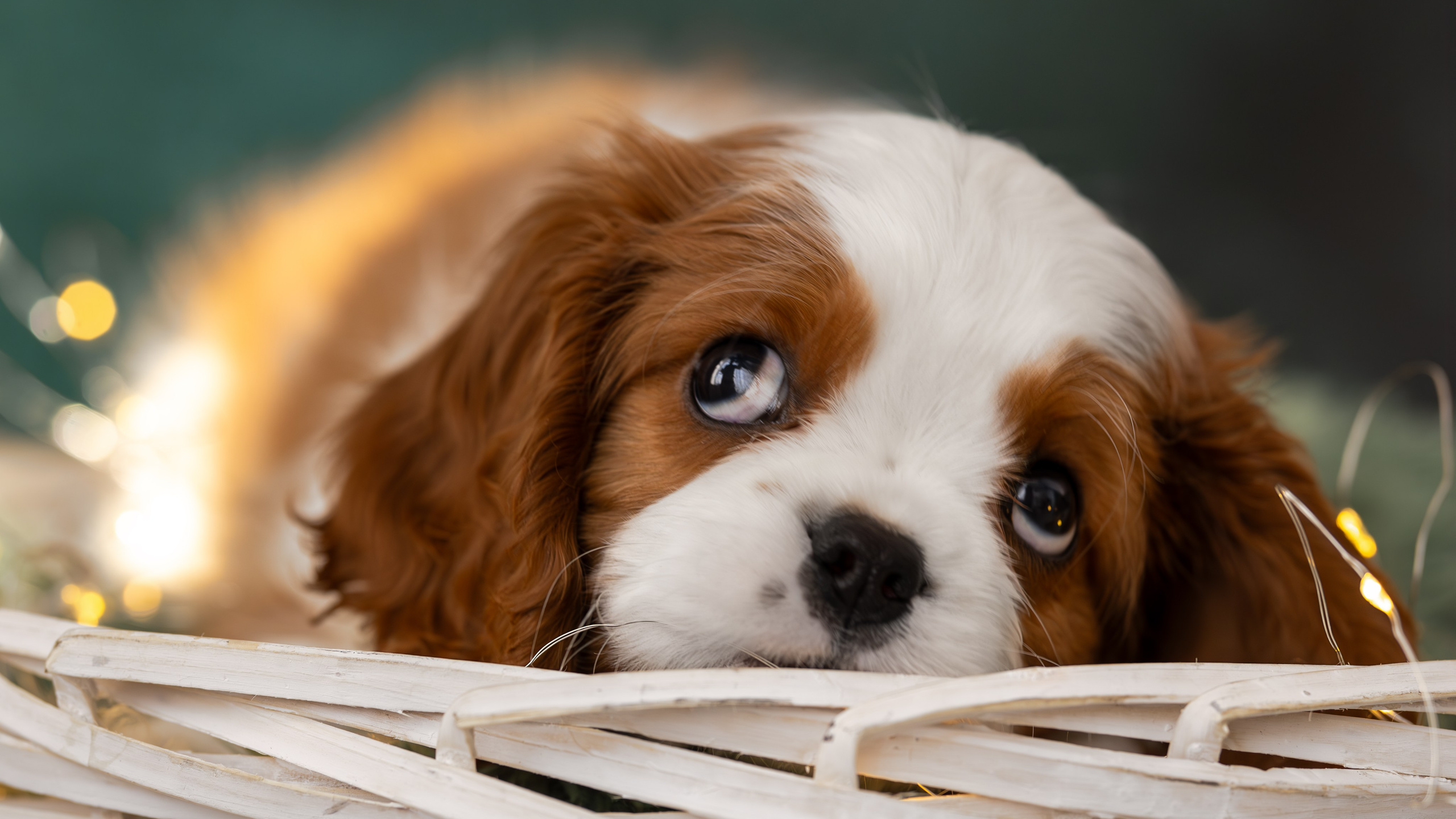 Детки кавалерчики