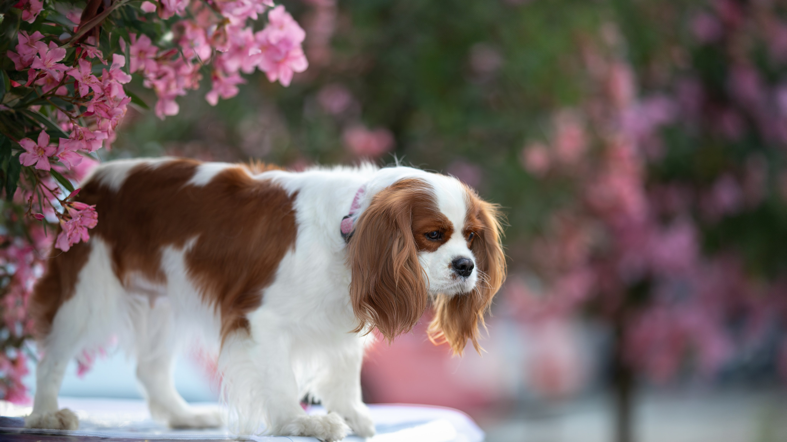 Нюша, Кавалер Кинг Чарльз Спаниель