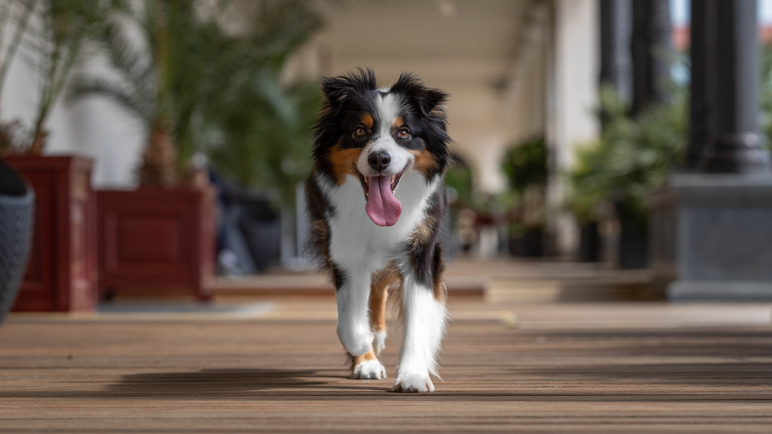 Гретта, Австралийская Овчарка