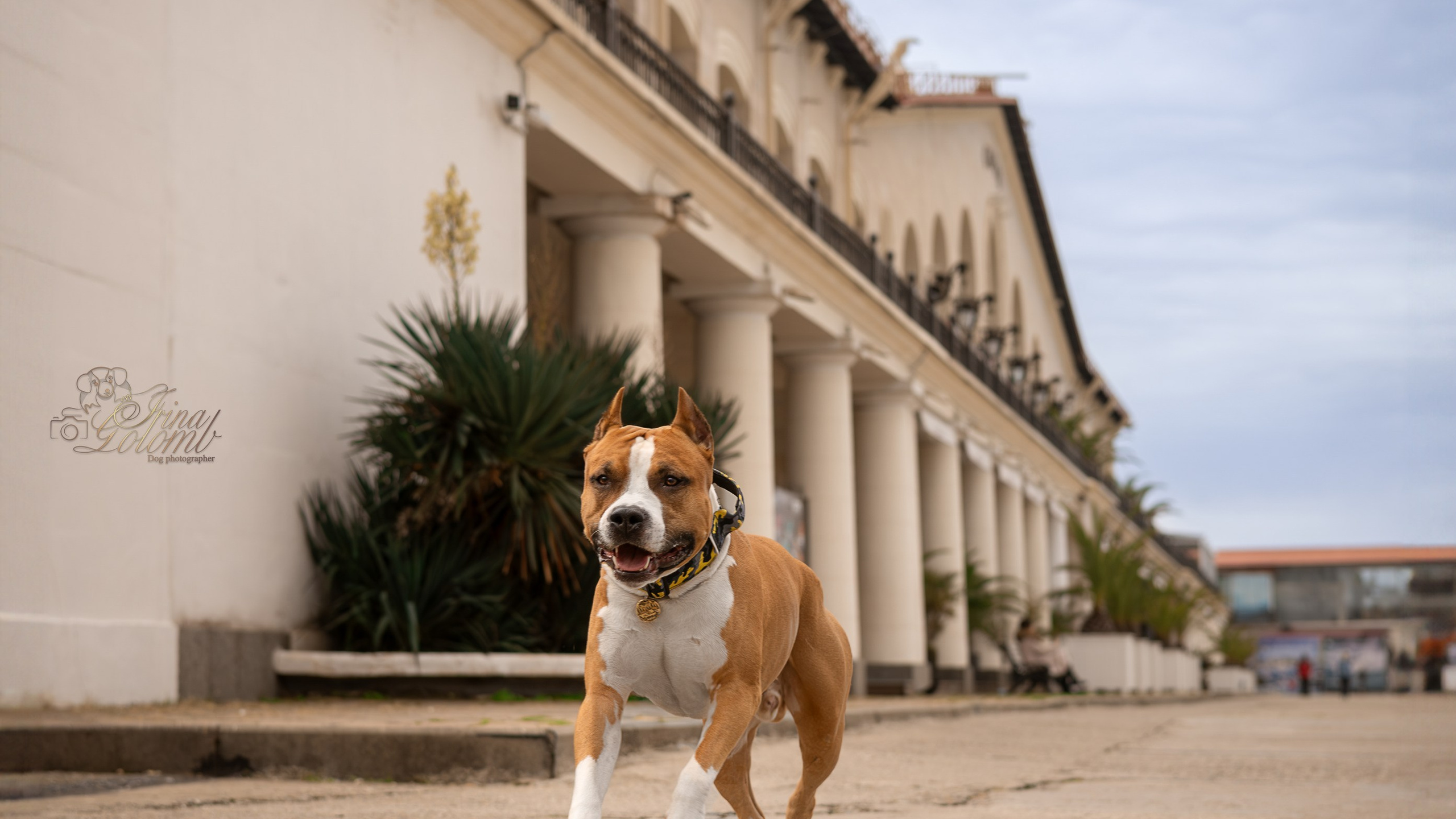 Джастин, Стаффорд