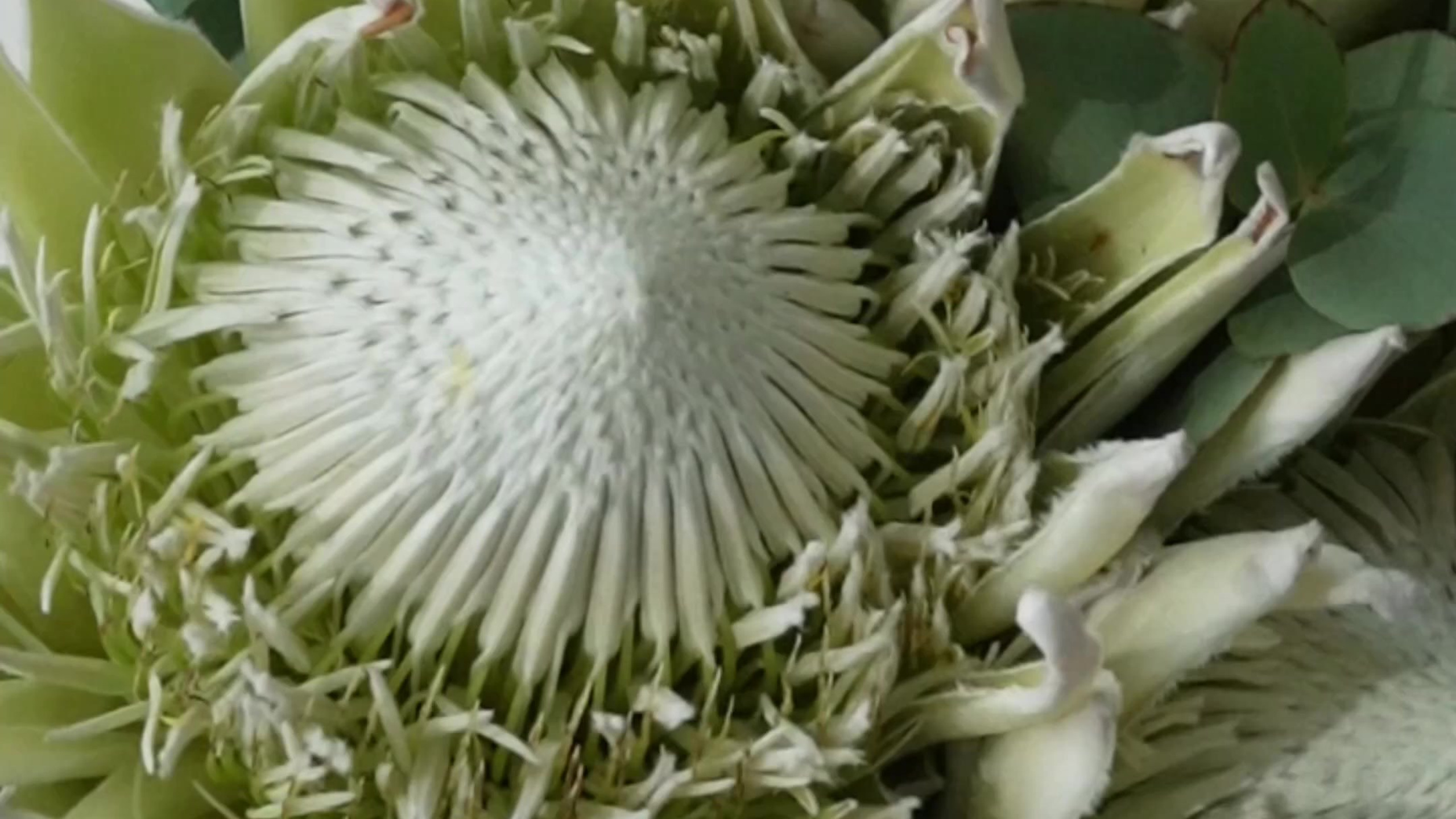 Nf. NOIRELLE production