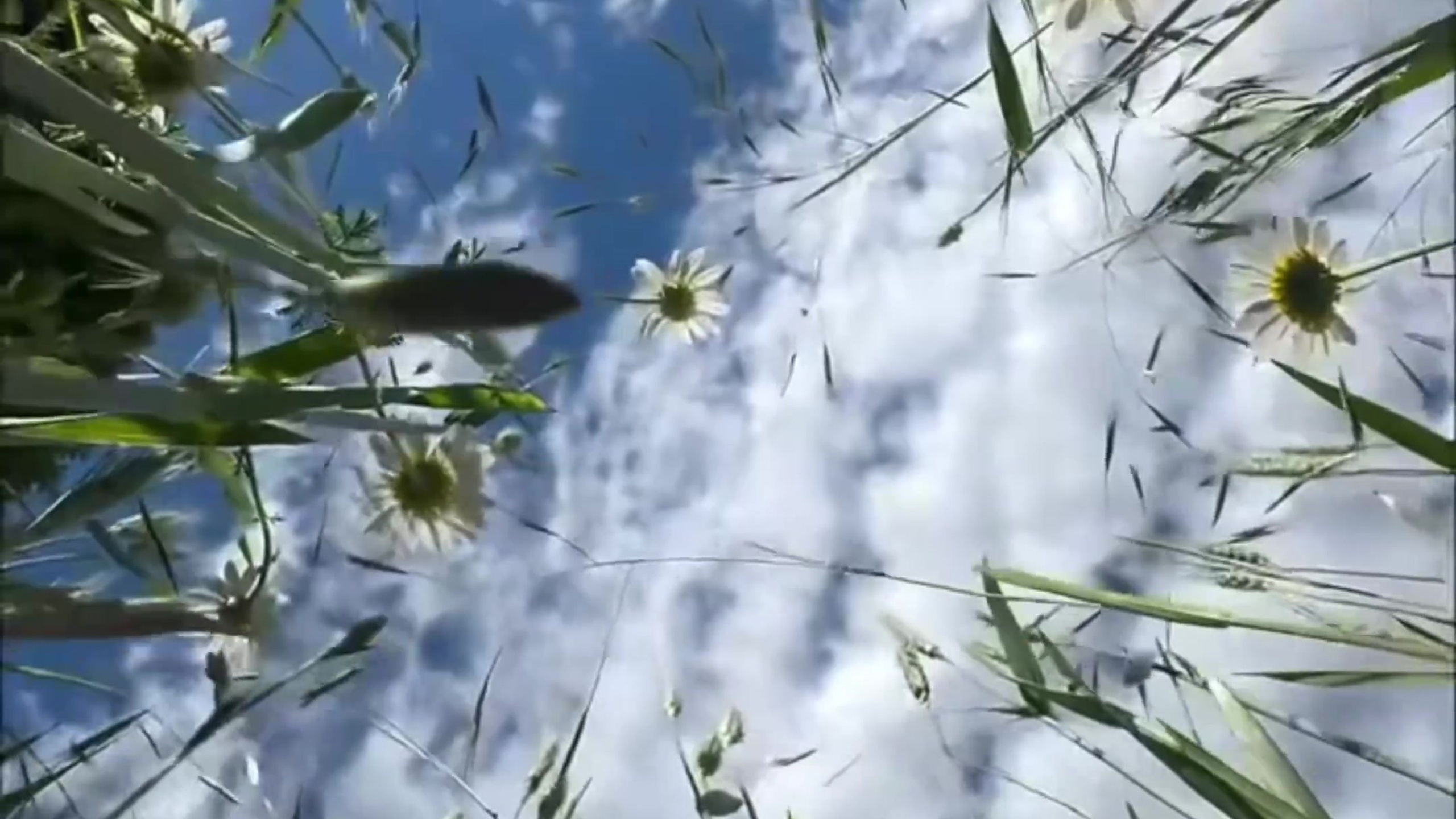 Neoflower. NOIRELLE production