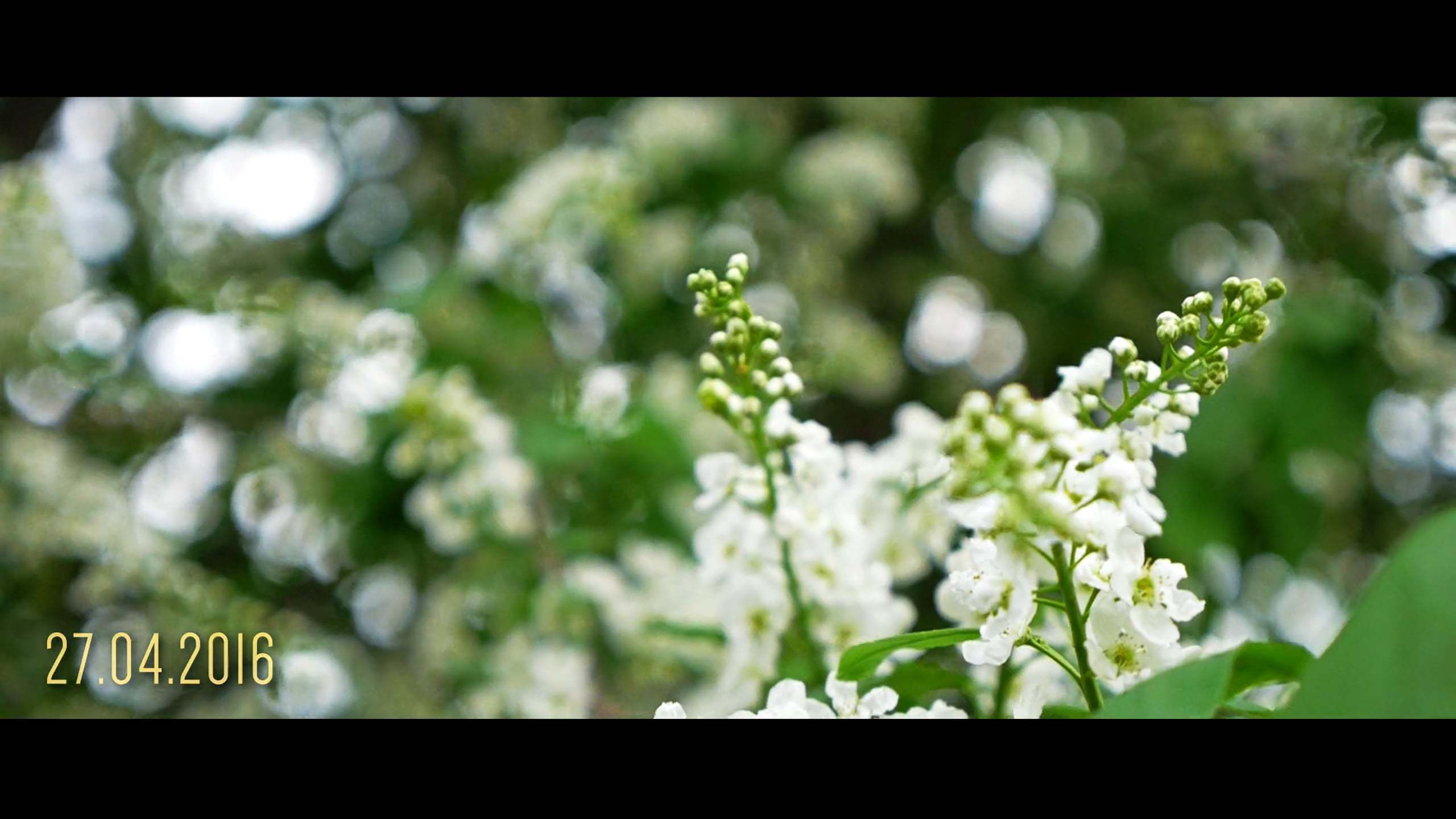 Утренник в детском саду. Видеограф Турчин Денис