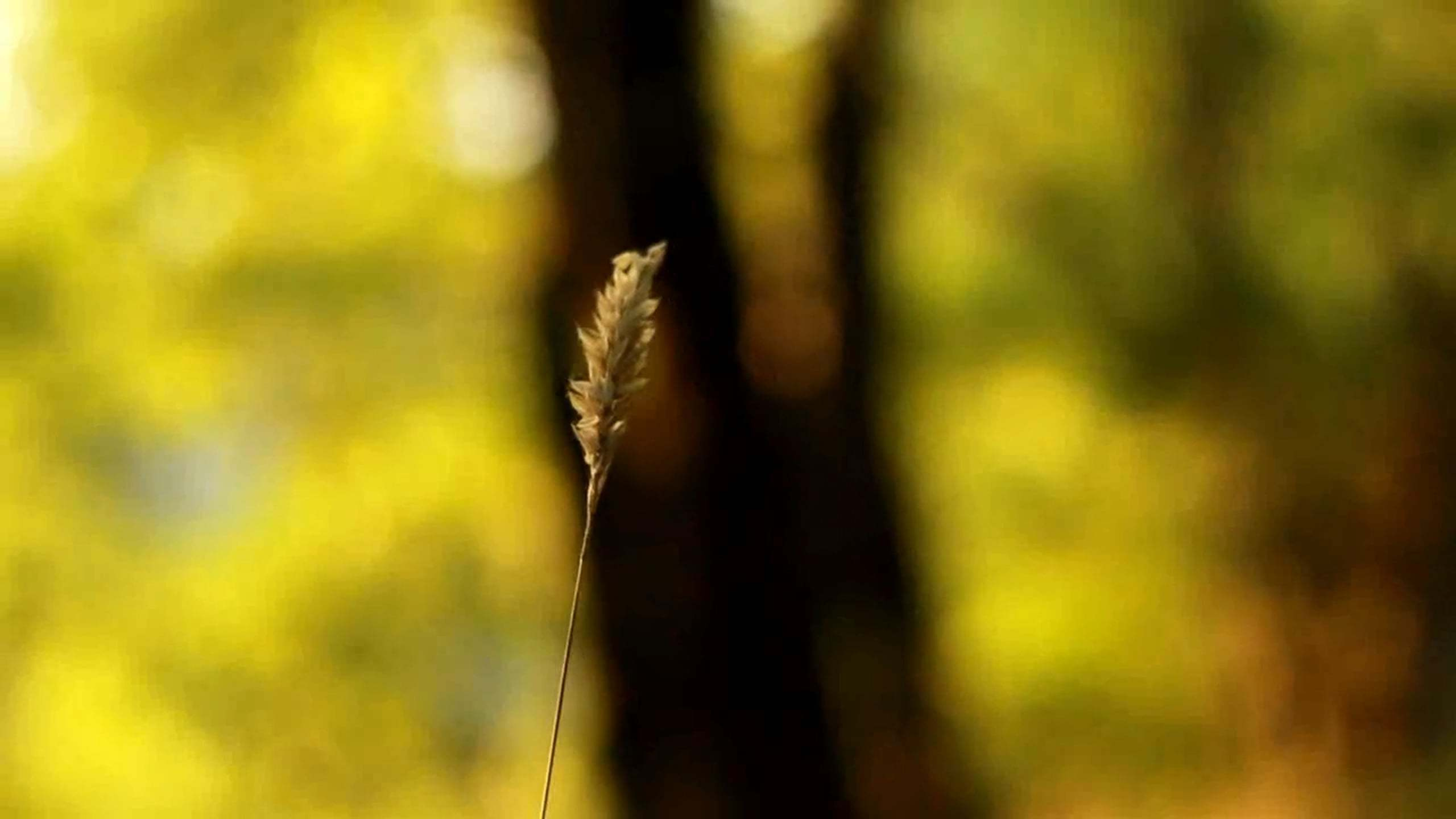 Семейное кино. Семейный видеограф. Свадебный видеограф Сочи. Милана Довгаль - семейный фотограф и видеограф  в Адлере и Сочи