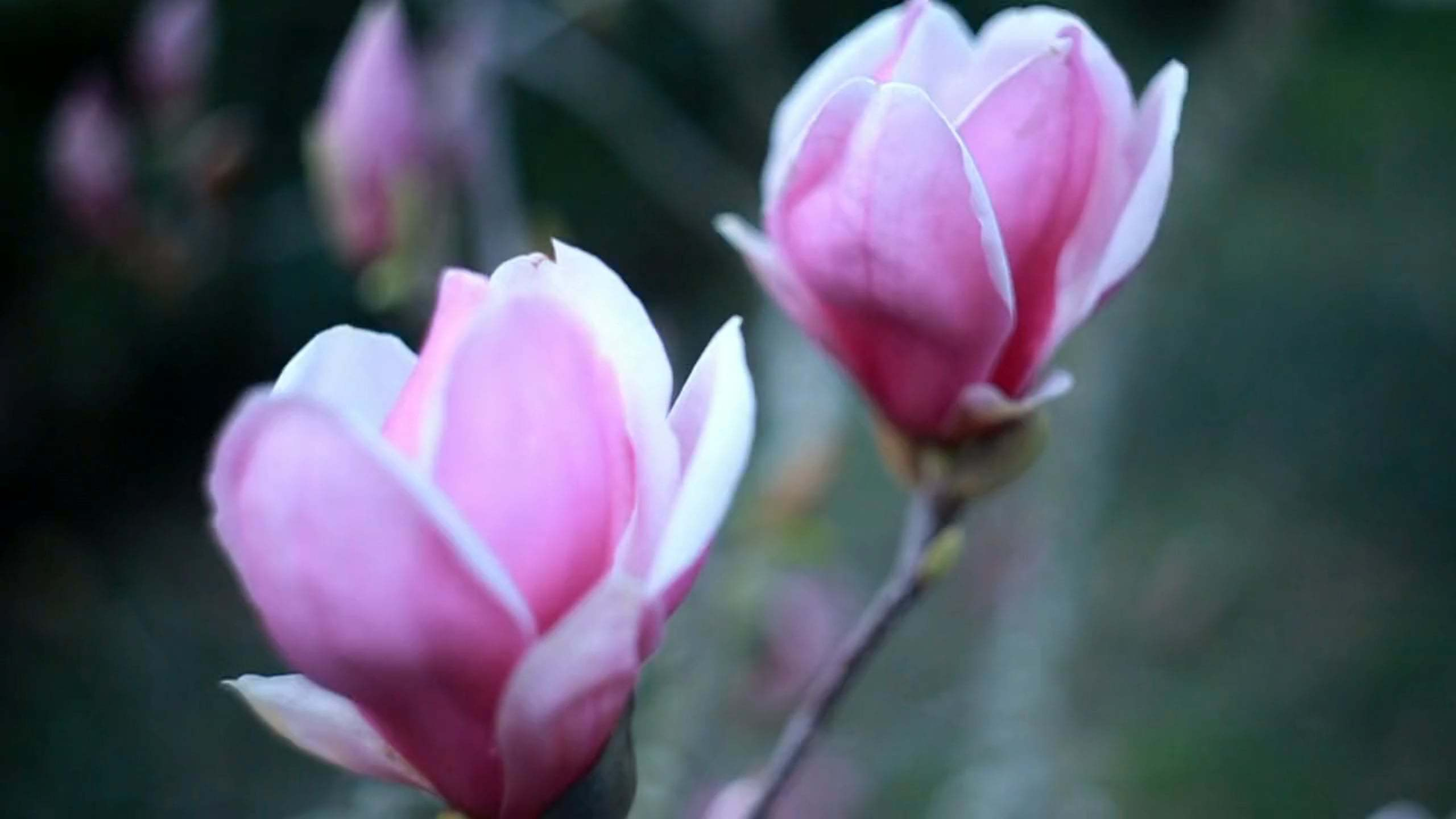 Семейное кино. Семейный видеограф. Свадебный видеограф Сочи. Милана Довгаль - семейный фотограф и видеограф  в Адлере и Сочи