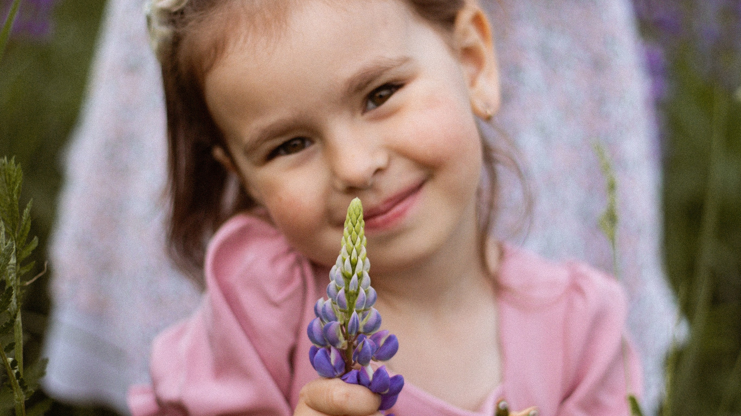 Июньские люпины