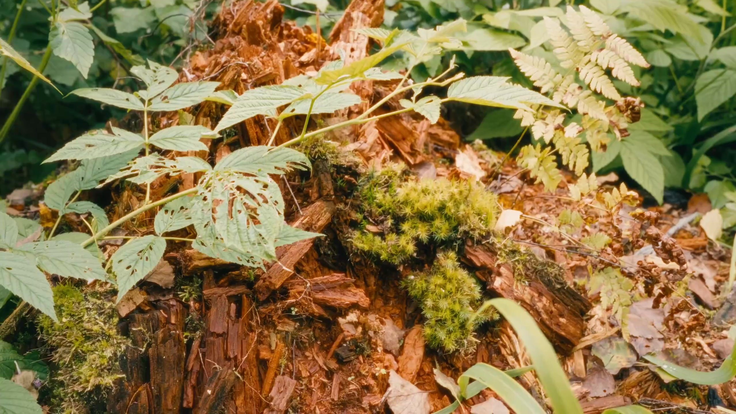 19.08.25. Свадебный видеограф Слава Станиславский