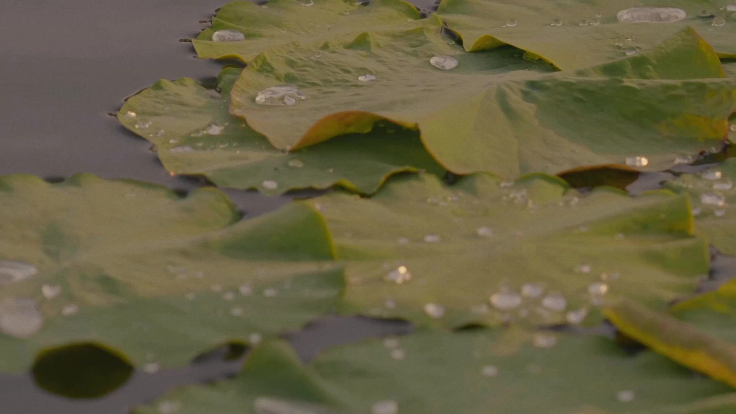 Свадьбы. Свадебный рилсмейкер видеограф Надежда Довгань