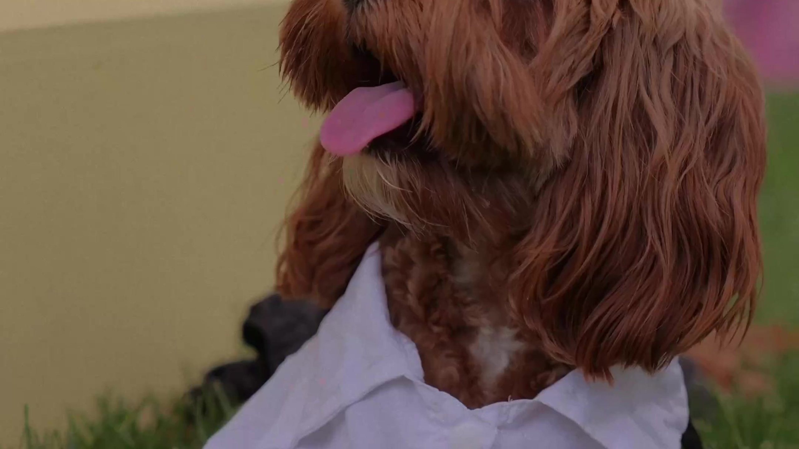 Свадьбы. Свадебный рилсмейкер видеограф Надежда Довгань