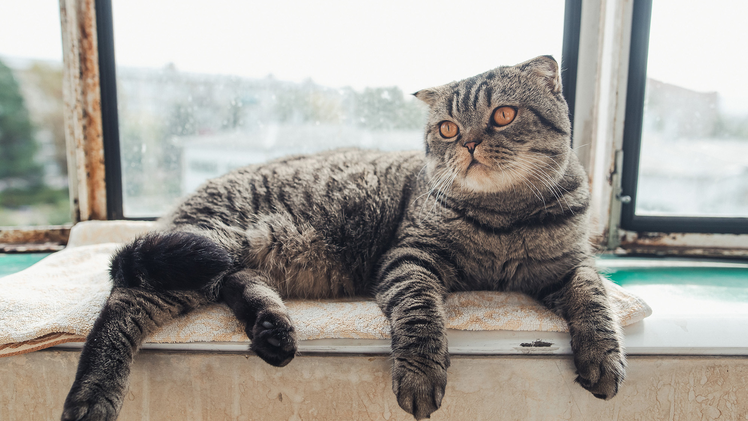 2019.09.07 Даша и Никита. Свадебные фотографы Nekipelov_photo