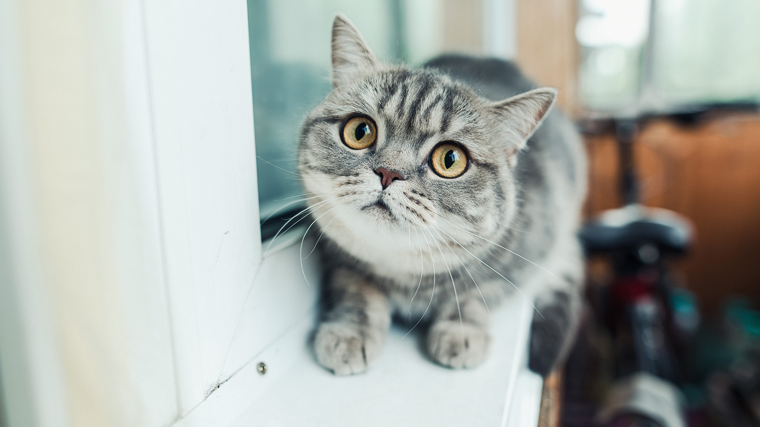 2020.07.17 Дима и Алена. Свадебные фотографы Nekipelov_photo