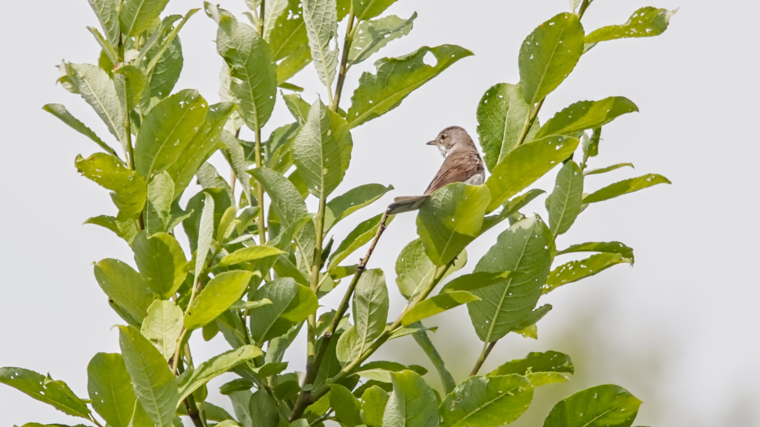 Птицы (Aves). Someone from Russia aka RUS147