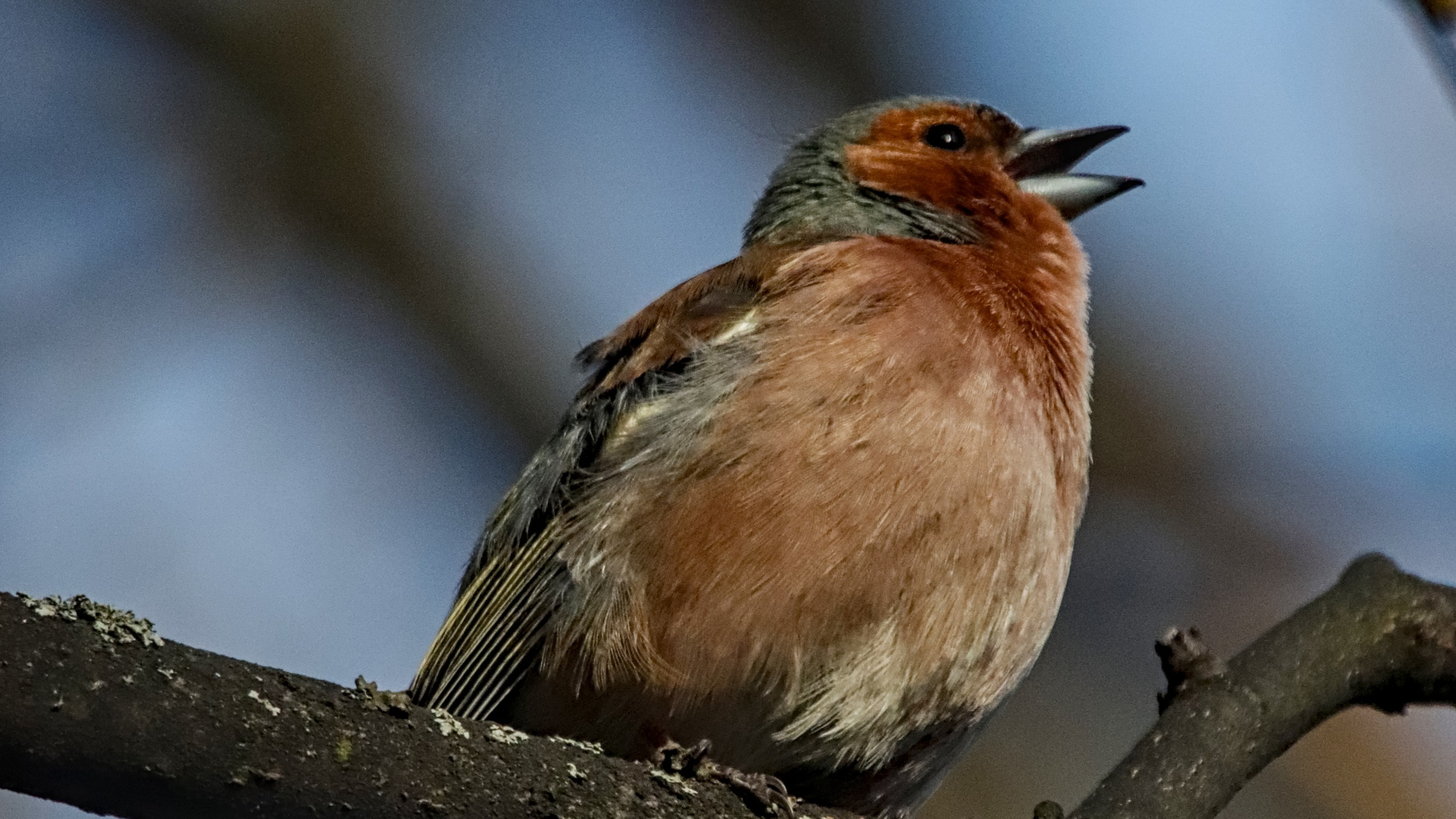 Птицы (Aves). Someone from Russia aka RUS147