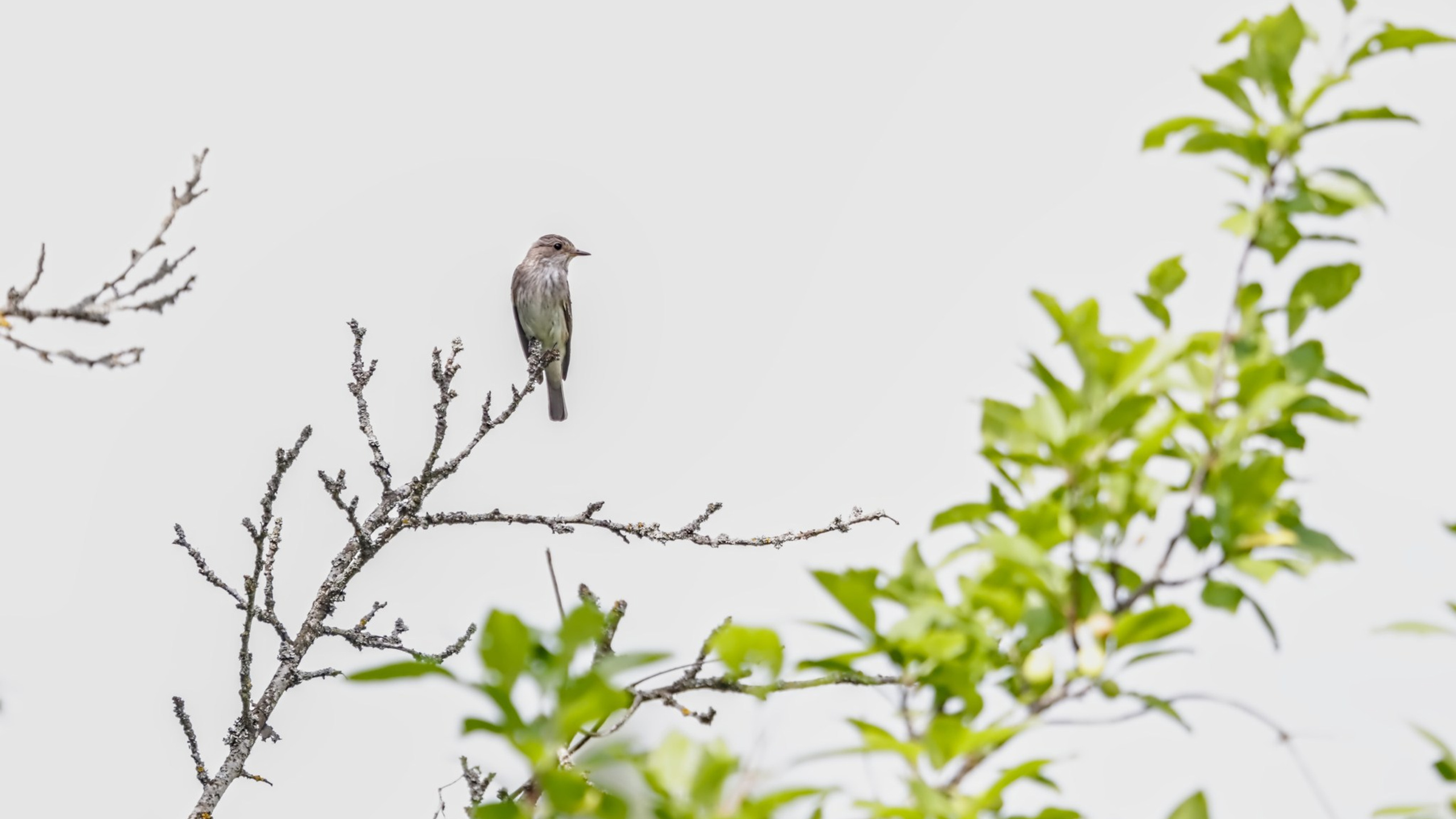 Птицы (Aves). Someone from Russia aka RUS147