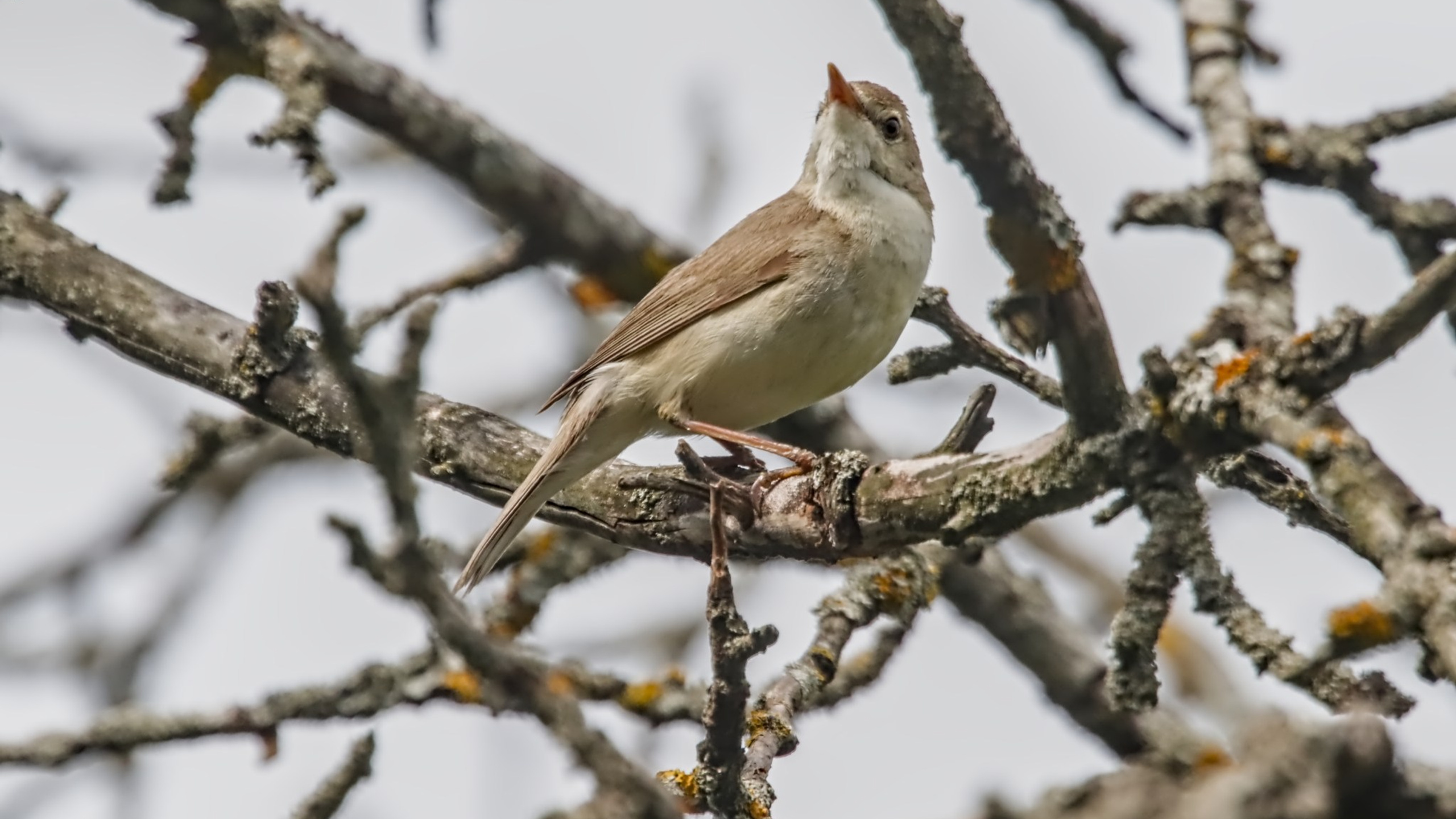 Птицы (Aves). Someone from Russia aka RUS147