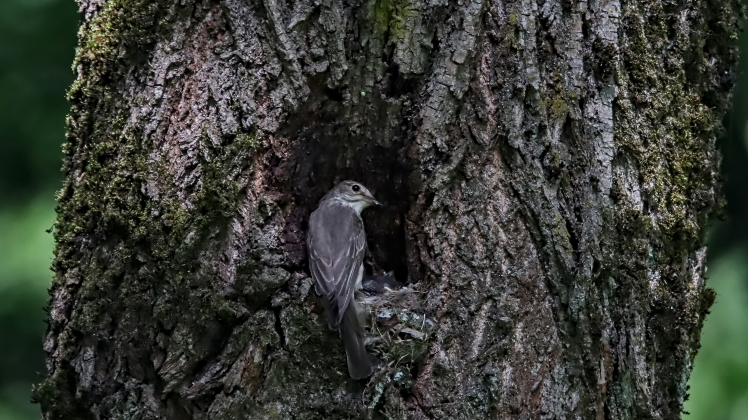 Птицы (Aves). Someone from Russia aka RUS147