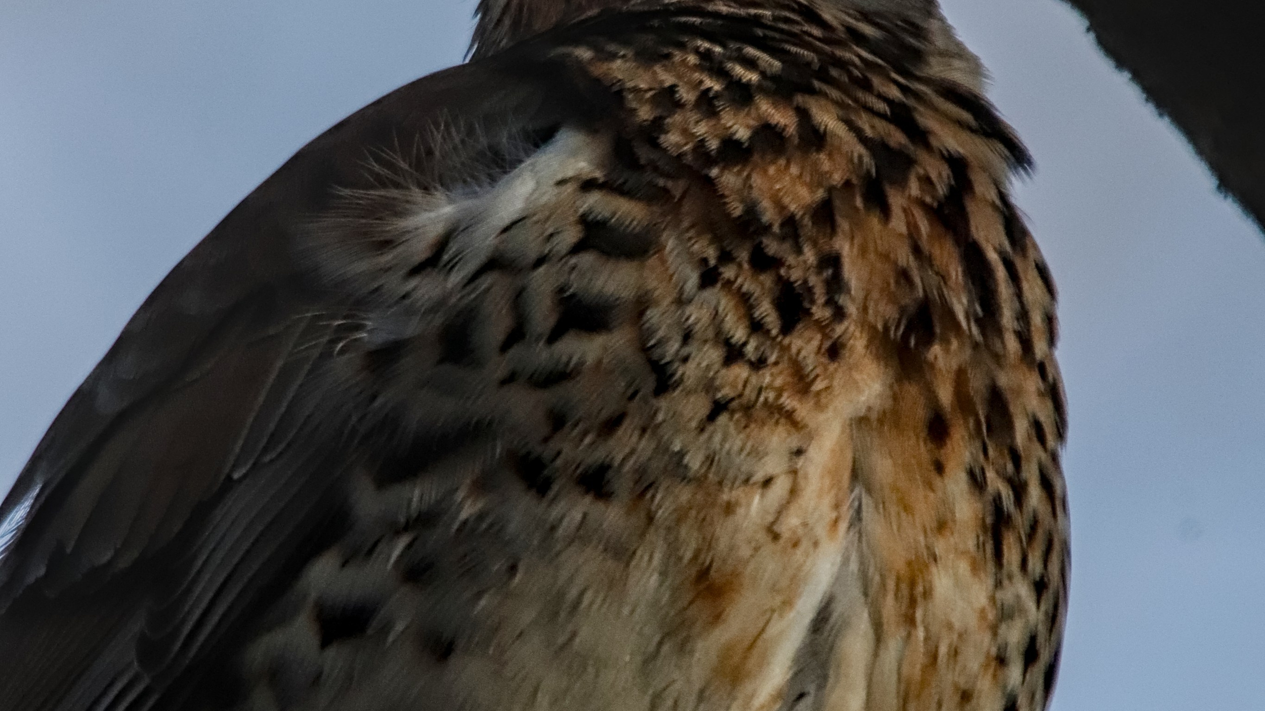 Птицы (Aves). Someone from Russia aka RUS147